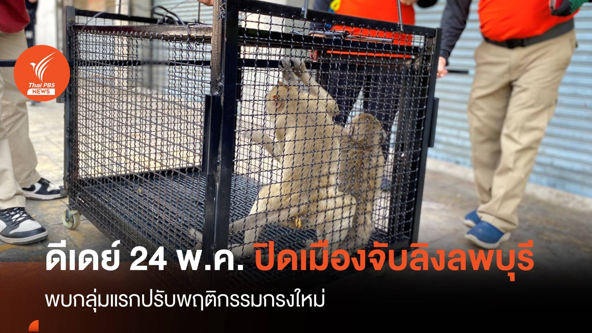 ดีเดย์ 24 พ.ค.ปิดเมืองจับลิงลพบุรีล็อตใหญ่ 300 ตัว