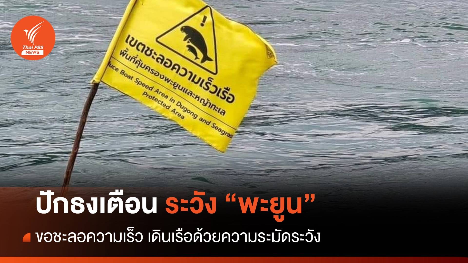 อช.หมู่เกาะพีพี ปักธงเตือน ระวัง "พะยูน" ขอลดความเร็ว-ระมัดระวังเดินเรือ