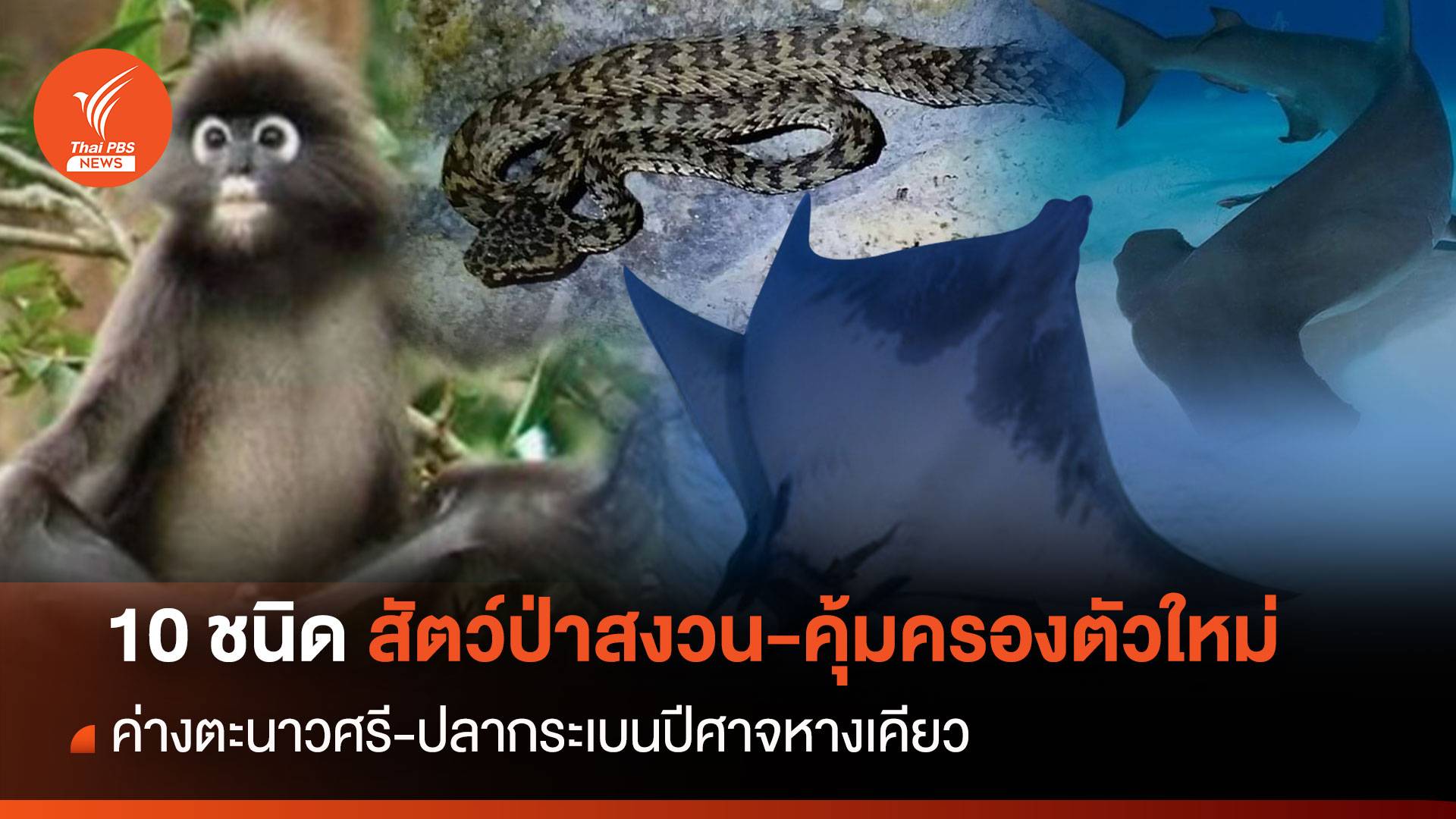 เช็ก 10 ชนิดสัตว์ป่าสงวน-สัตว์ป่าคุ้มครองในบัญชี ทส.