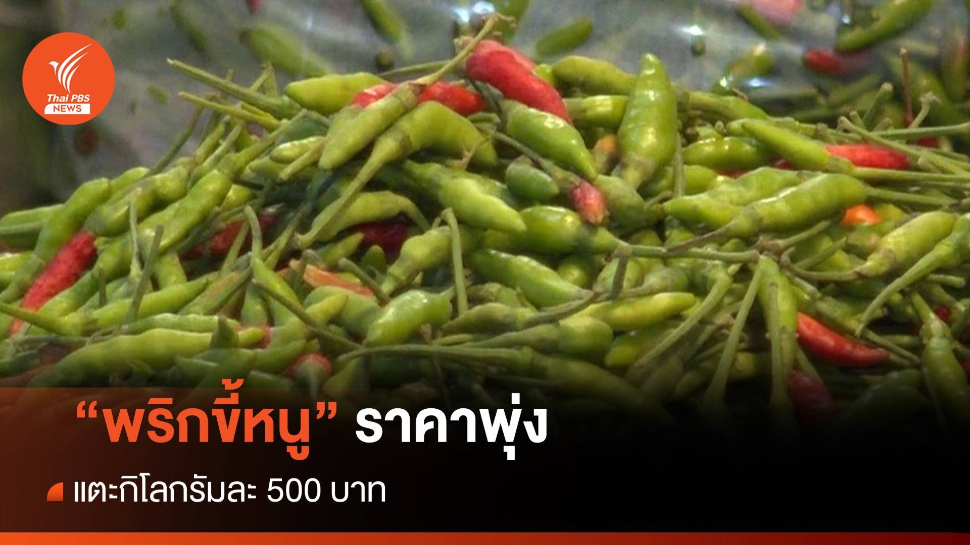 แพงมาก! พริกขี้หนู ราคาพุ่งแตะกิโลกรัมละ 500 บาท