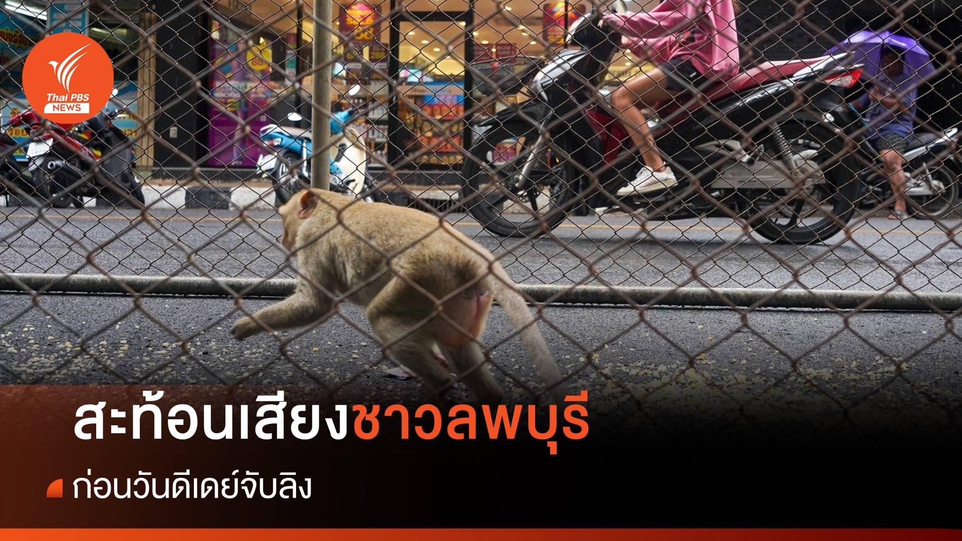 สะท้อนเสียงคนลพบุรี ก่อนดีเดย์จับลิงเข้าบ้านใหม่