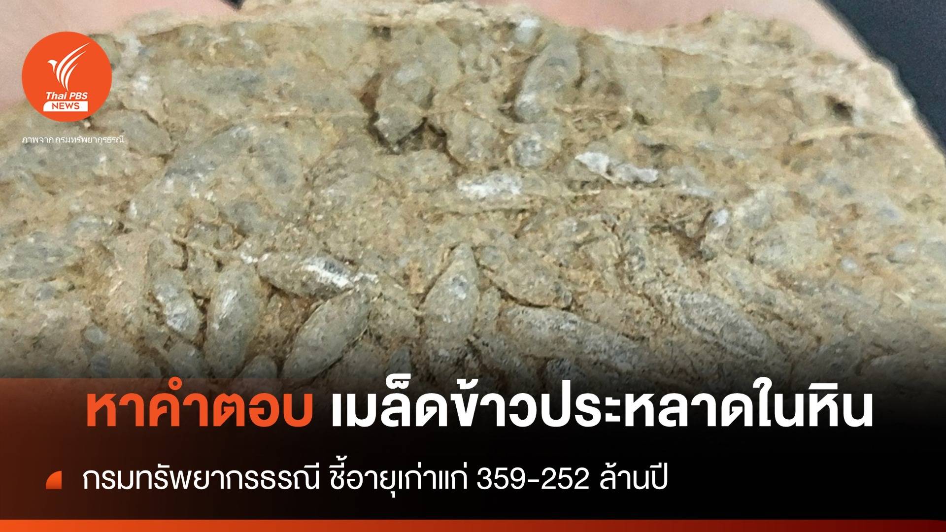 กรมทรัพยากรธรณี เฉลยให้ "เมล็ดข้าวประหลาดในหิน" คืออะไร
