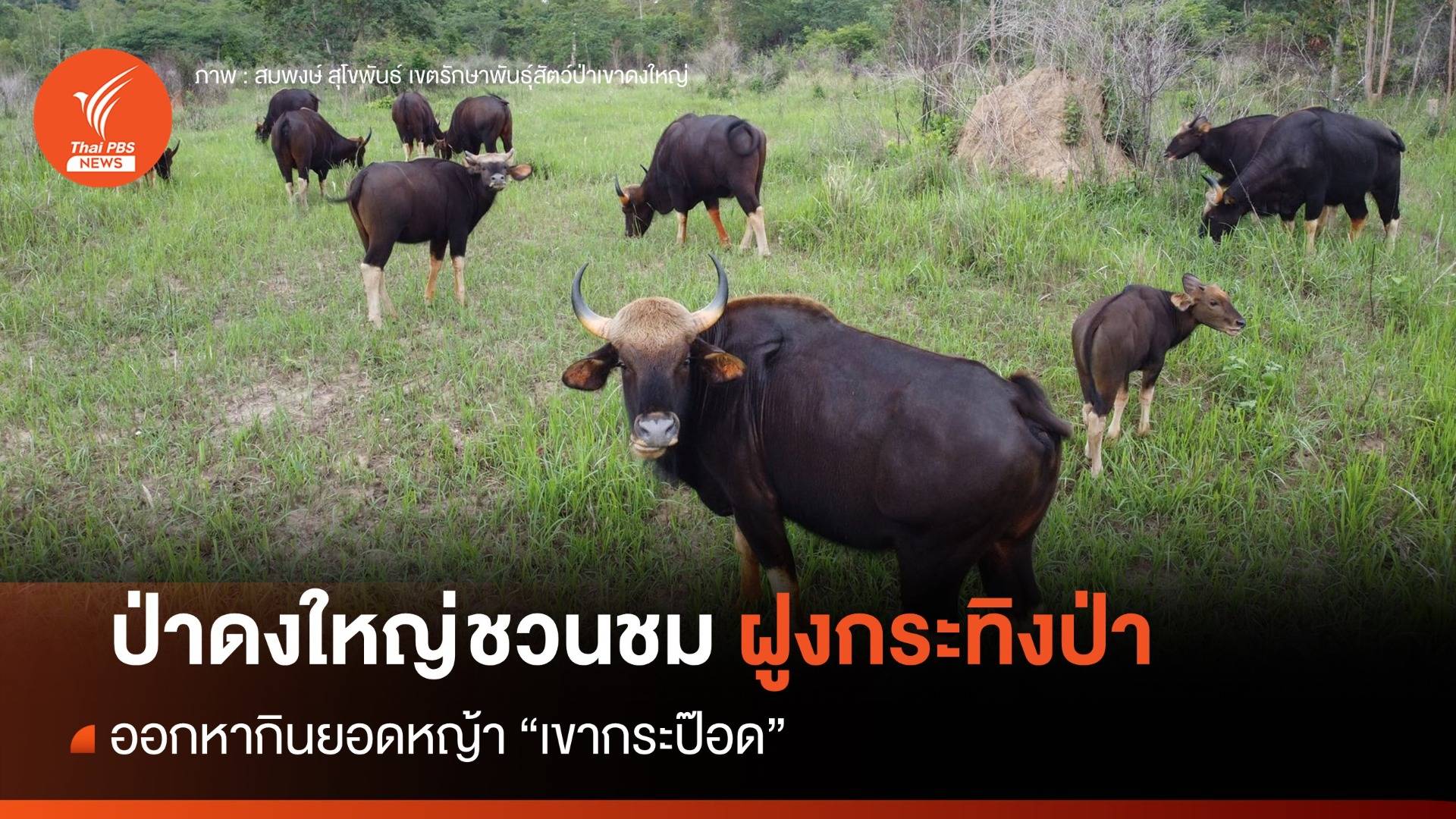 ป่าดงใหญ่เตรียมให้ นทท. เข้าชมฝูงกระทิงป่าออกหากินเขากระป๊อด