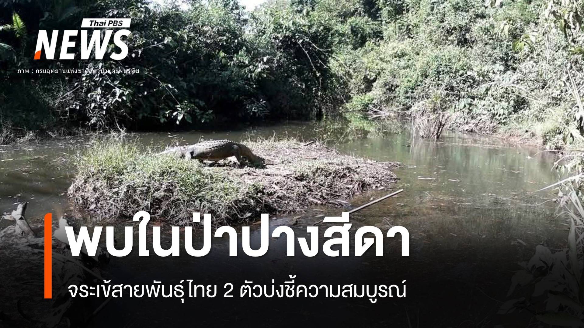 ฮือฮา! จระเข้สายพันธุ์ไทย 2 ตัวนอนผึ่งแดดป่าปางสีดา