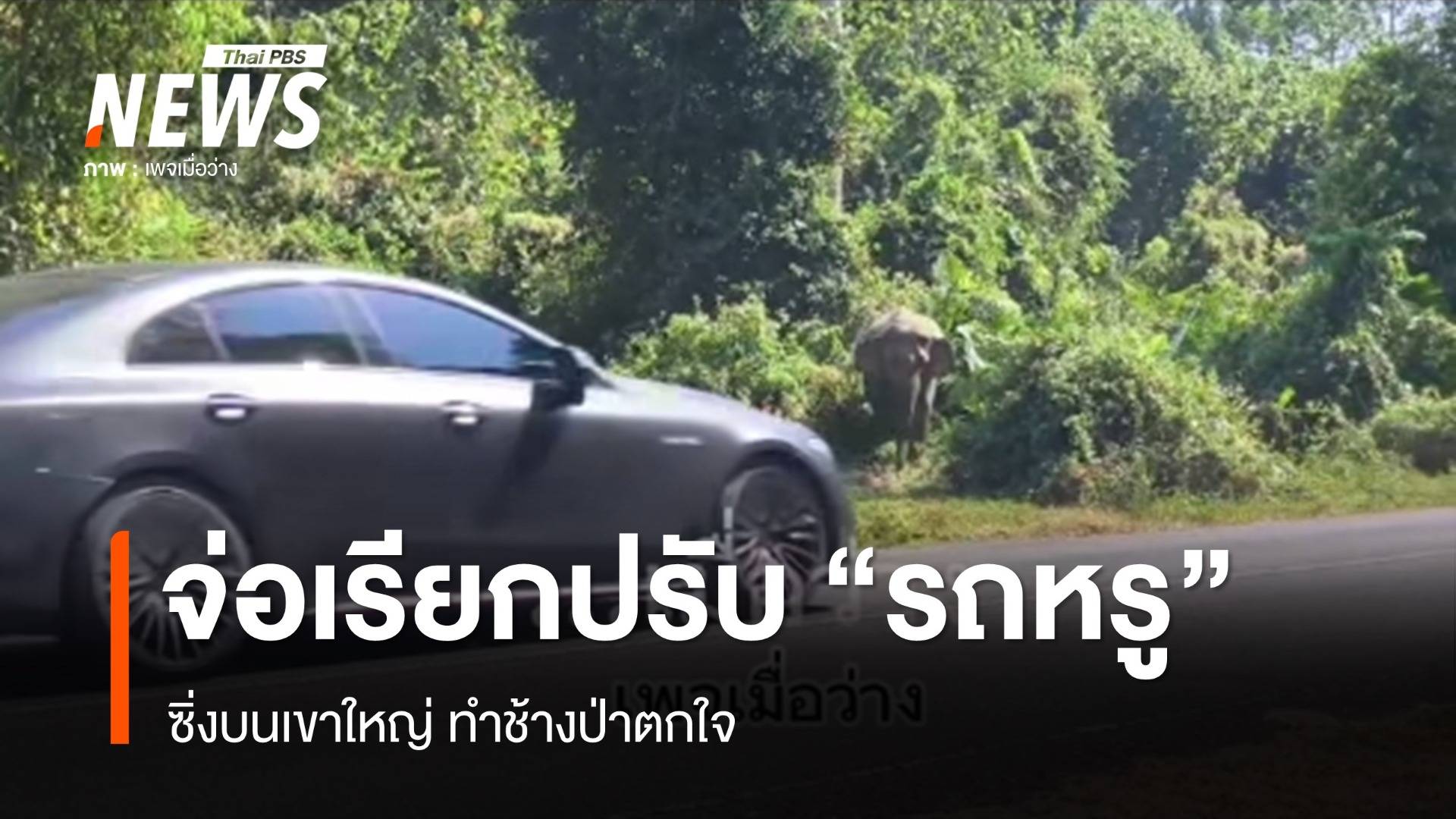 จ่อเรียกปรับ "รถหรู" ซิ่งบนเขาใหญ่ ทำช้างป่าตกใจ