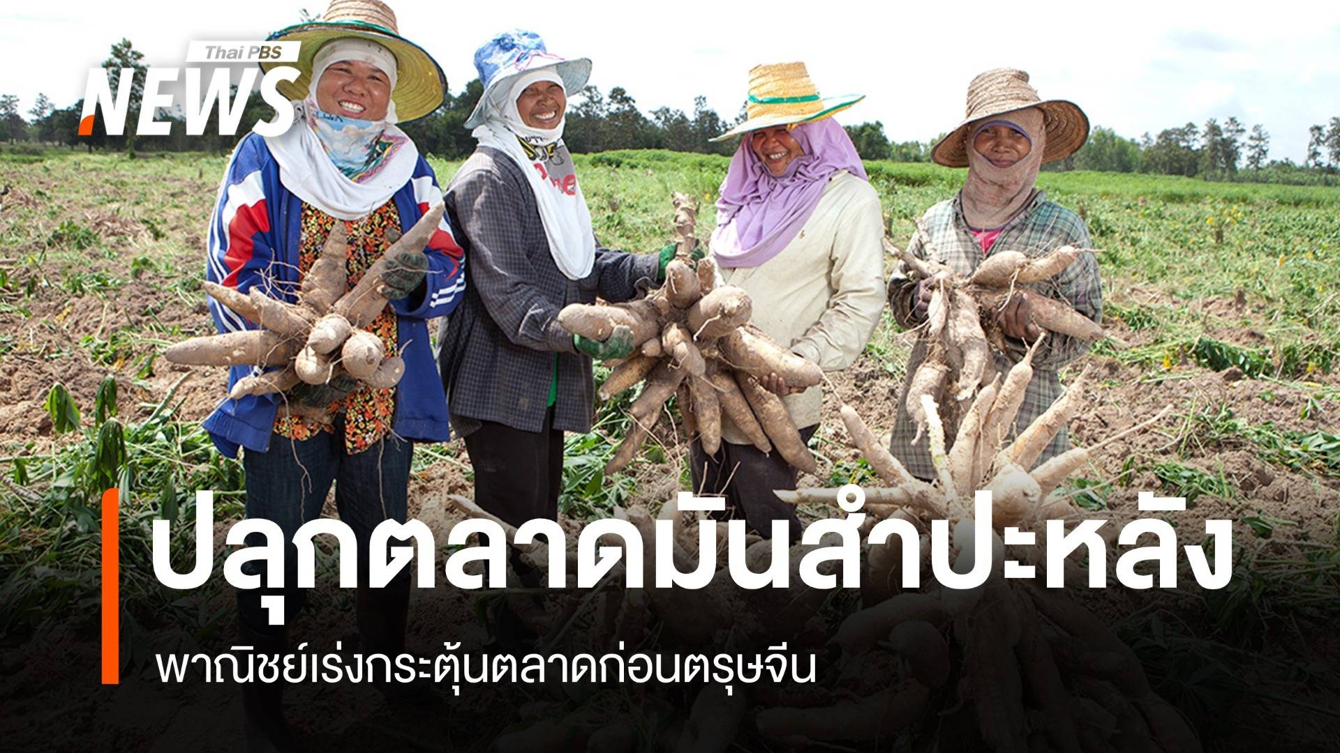 ปลุกตลาดมันสำปะหลัง พาณิชย์เร่งกระตุ้นตลาดก่อนตรุษจีน