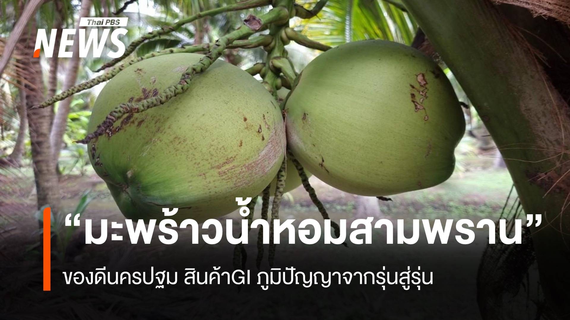 “มะพร้าวน้ำหอมสามพราน” ของดีนครปฐม สินค้าGI ภูมิปัญญาจากรุ่นสู่รุ่น