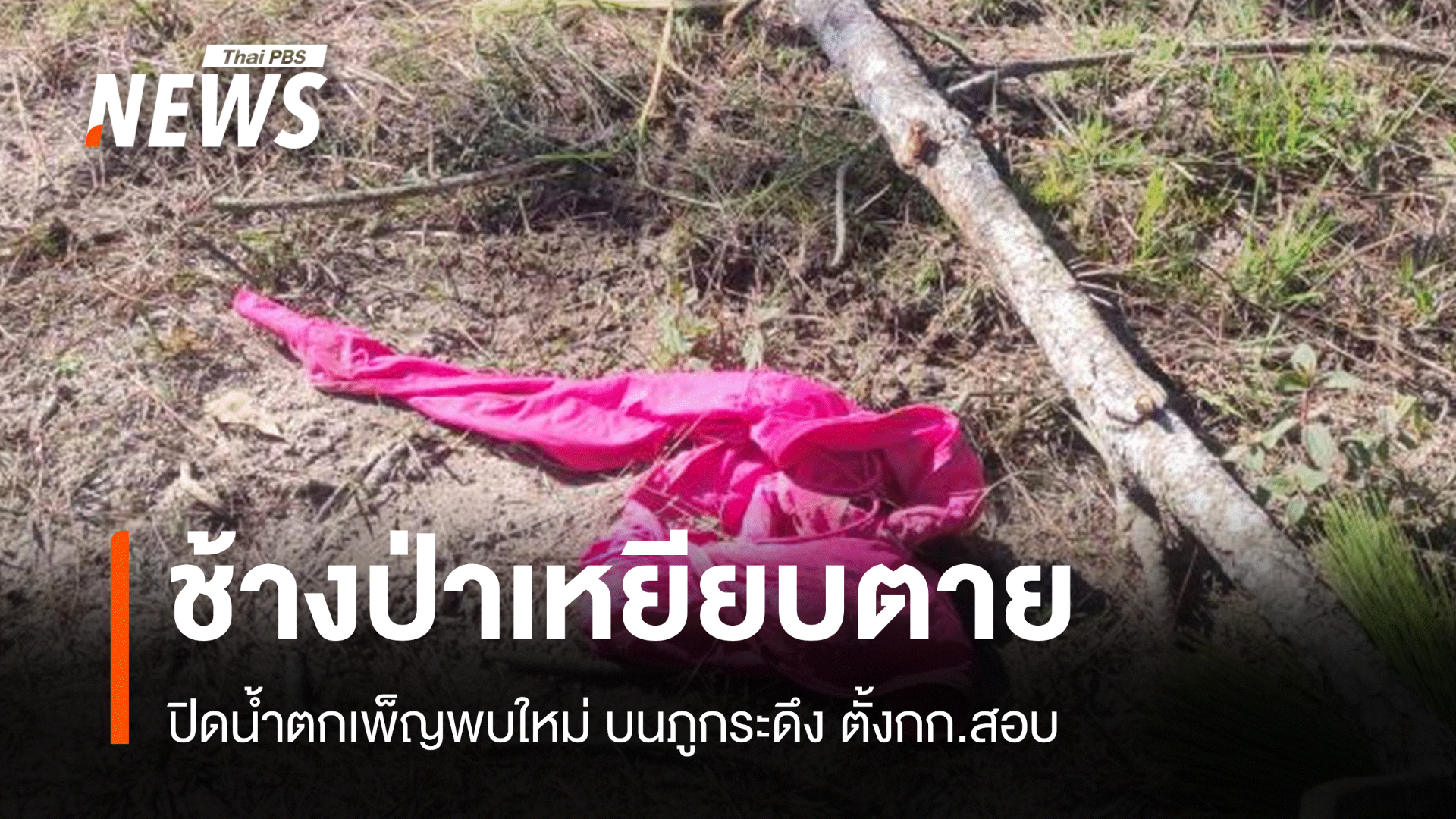 สยองภูกระดึง "ช้างป่า" เหยียบนักท่องเที่ยวตาย