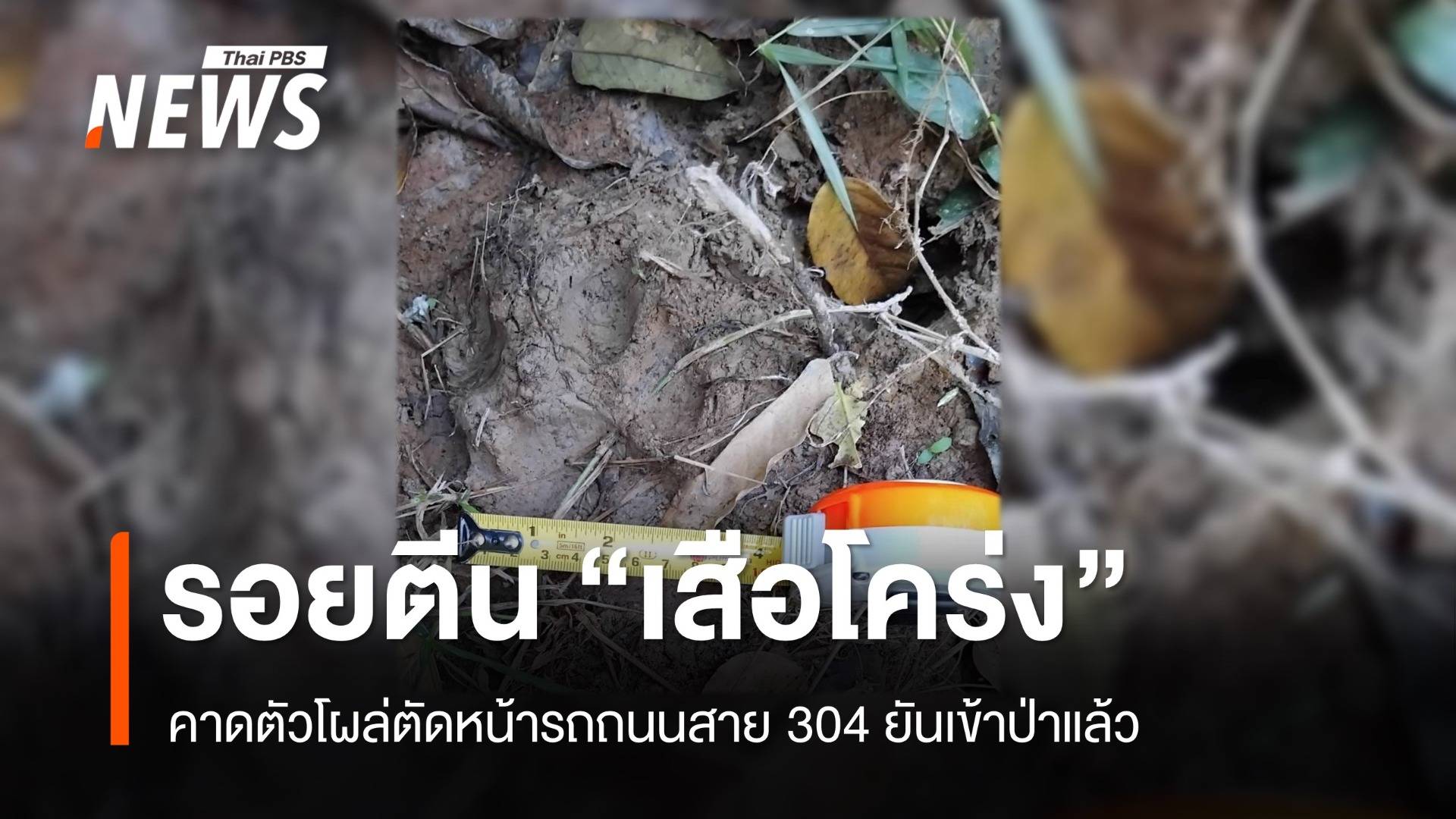 หลักฐานชัด รอยตีน "เสือโคร่ง" โผล่ตัดหน้ารถถนนสาย 304 