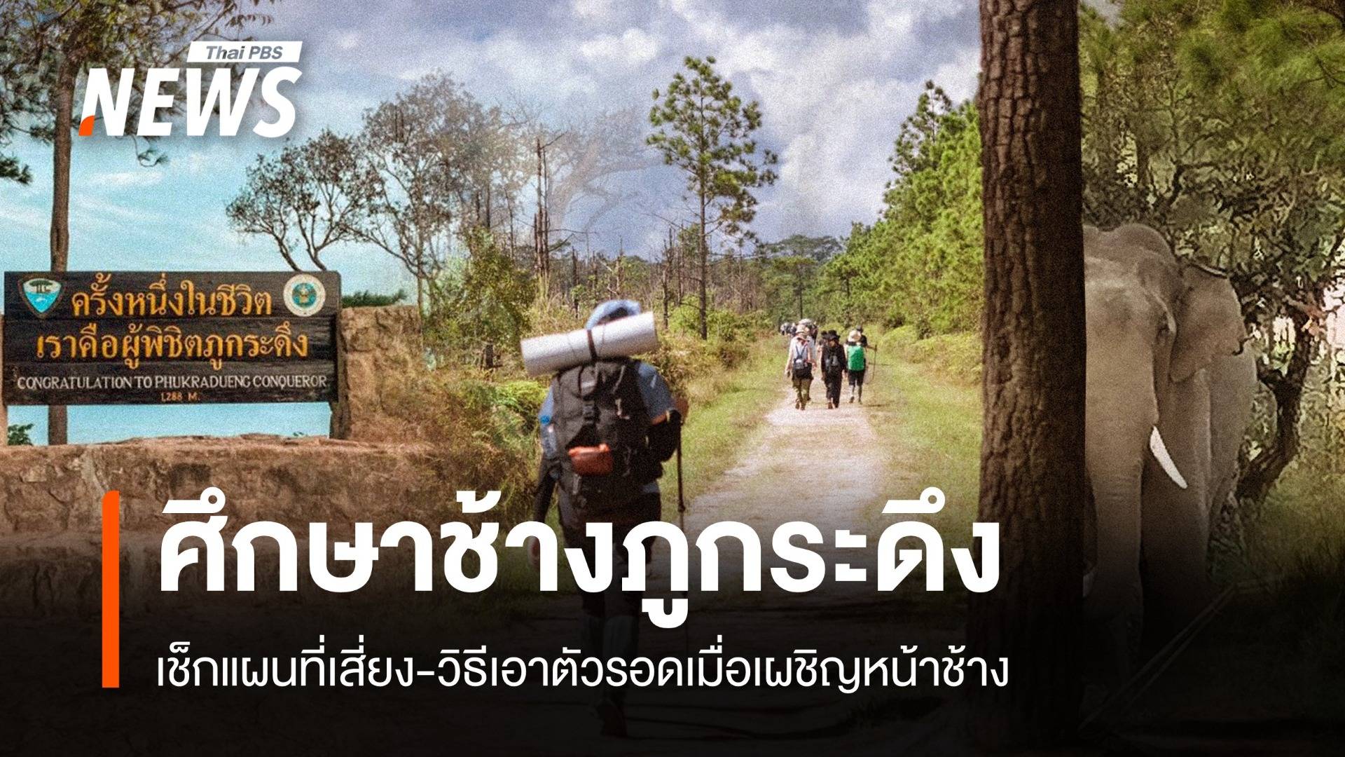 เช็กจุดเสี่ยง-วิธีเอาตัวรอดช้างป่าภูกระดึงตกมัน