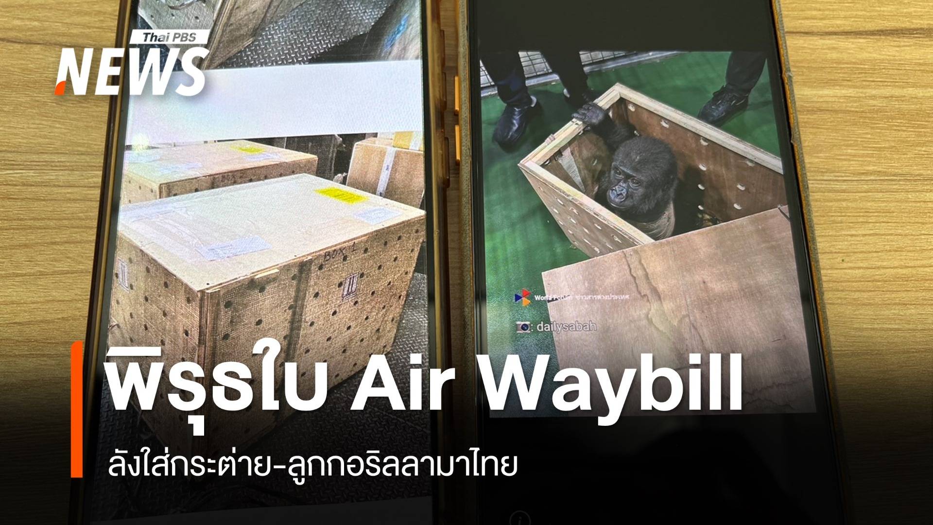 ไขปมพิรุธใบ Air Waybill "ลูกกอริลลา" ลังใส่กระต่ายคล้ายกัน