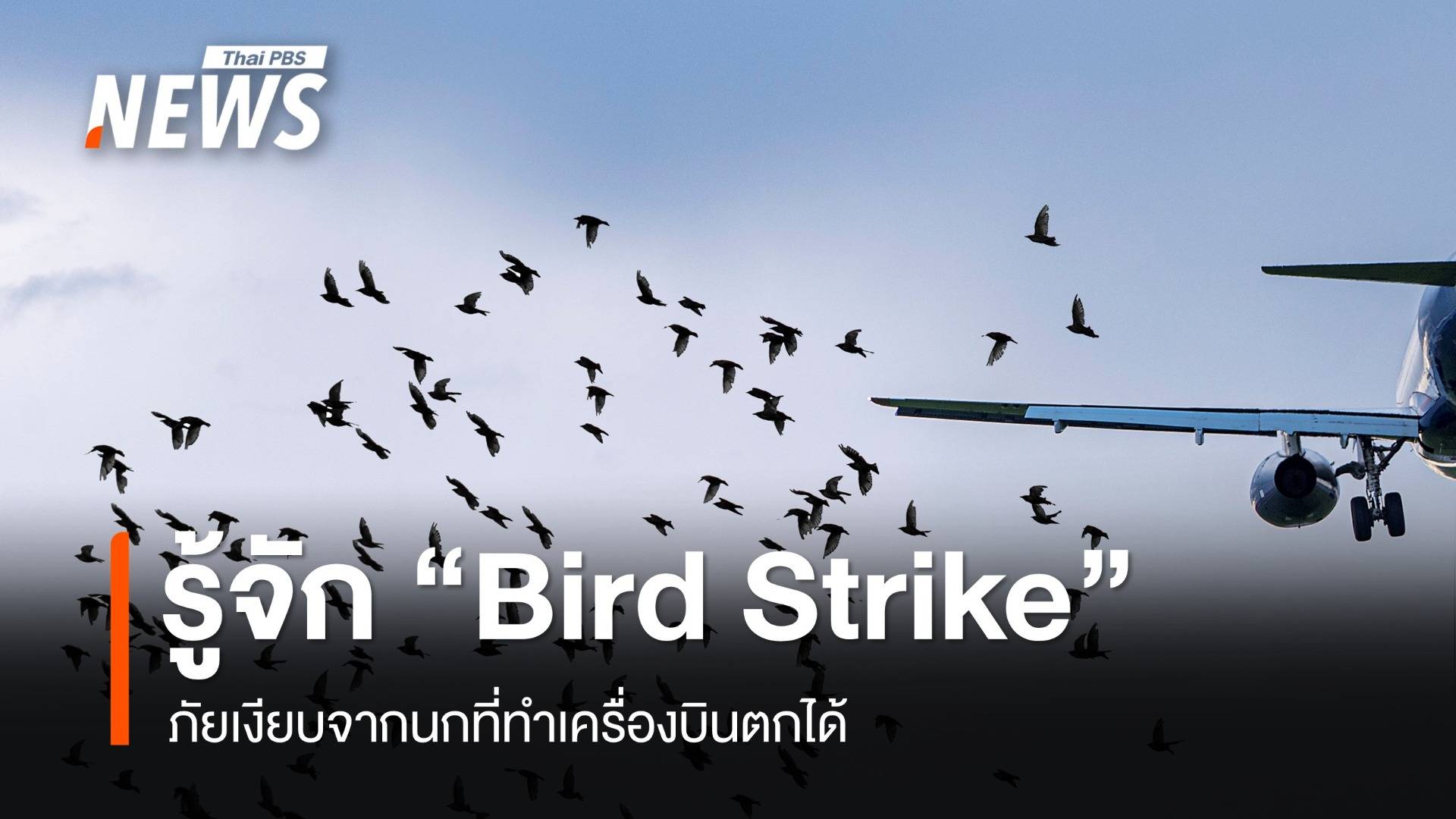 รู้จัก "Bird Strike" ภัยเงียบจากนกที่ทำเครื่องบินตกได้