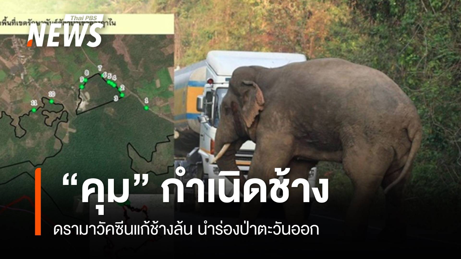 ดรามา วัคซีน “คุม” กำเนิดช้าง นำร่องป่าตะวันออก ม.ค.68