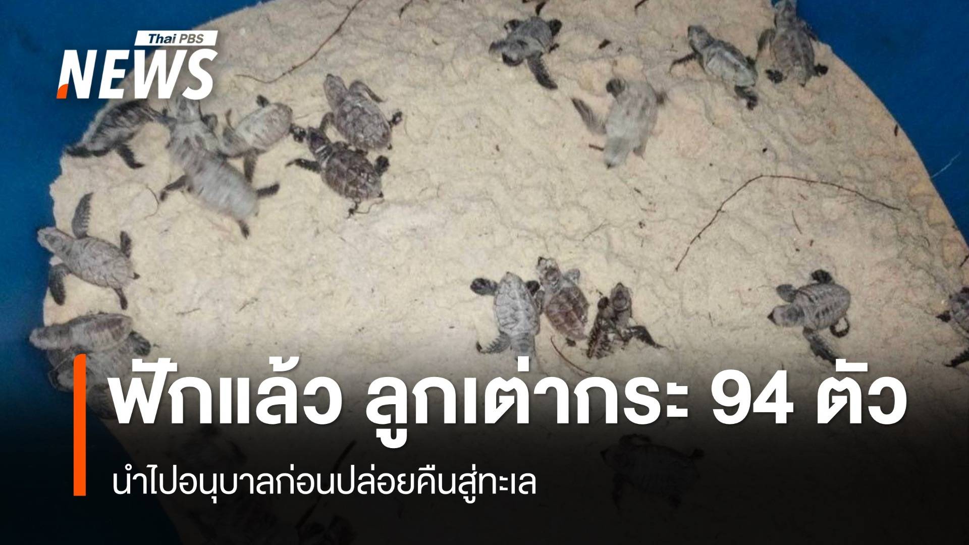 ข่าวดีส่งท้ายปี ฟักแล้ว "ลูกเต่ากระ" 94 ตัวที่เกาะทะลุ