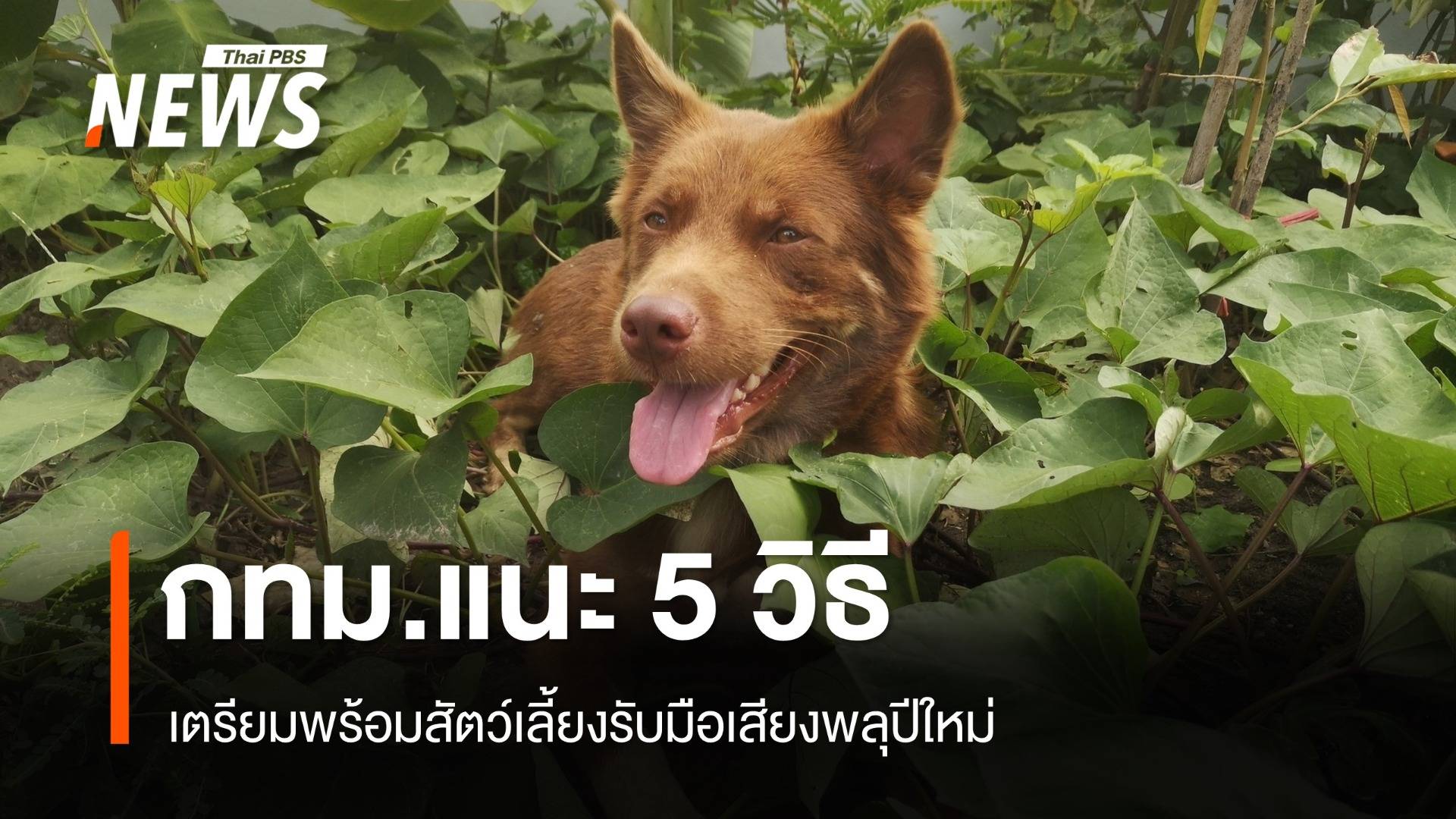 กทม.แนะเตรียมพร้อมสัตว์เลี้ยง รับมือเสียงพลุปีใหม่