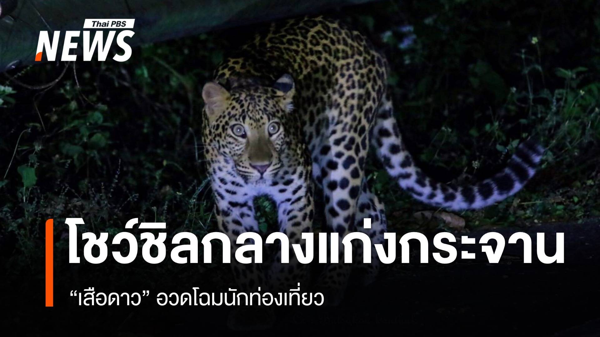 โชว์ชิล "เสือดาว" เดินเล่น-นอนกลางอุทยานฯ แก่งกระจาน