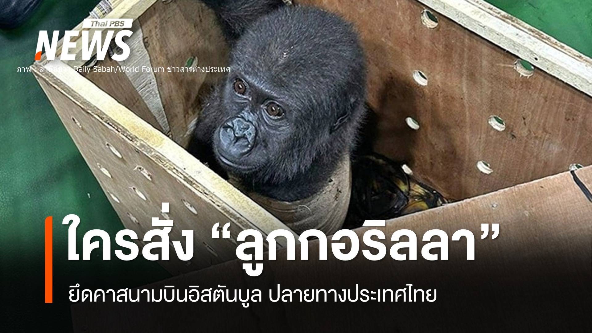 ใครสั่ง! "ลูกกอริลลา" ปลายทางเข้าไทย ยึดคาสนามบินอิสตันบูล