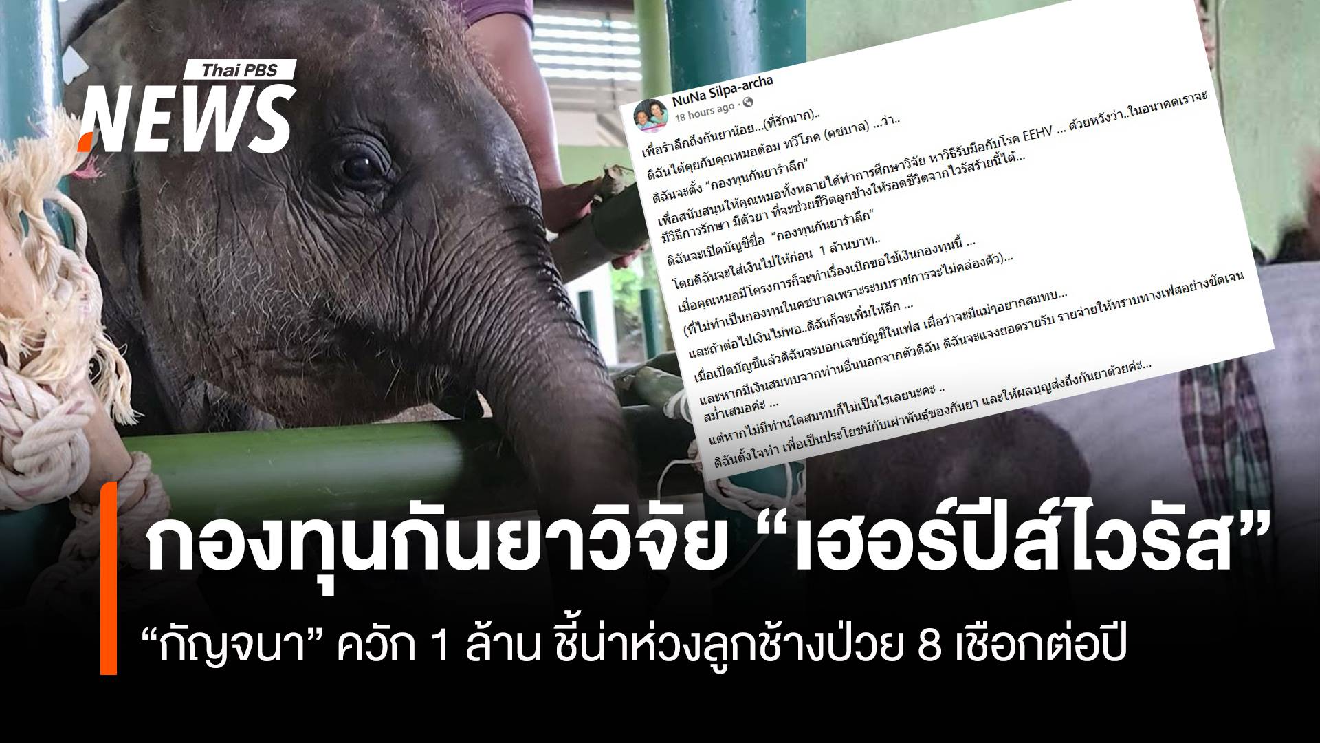 "กัญจนา" ควัก 1 ล้านตั้งกองทุนกันยาวิจัย "เฮอร์ปีส์ไวรัสช้าง"