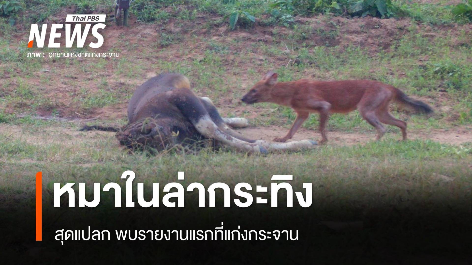 รายงานแรก! "หมาใน" ล่าลูกกระทิงกิน กลางป่าแก่งกระจาน