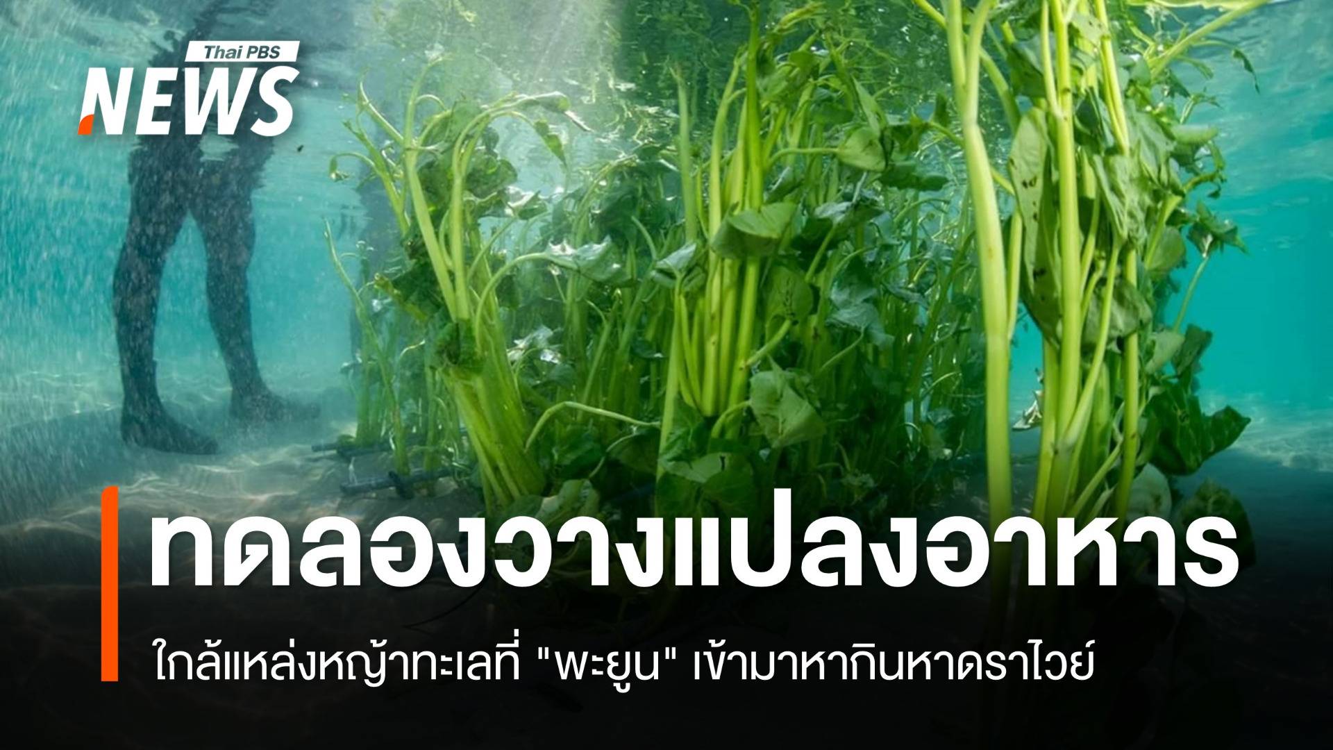 ทช.ทดลองวางแปลงผัก 4 ชนิดให้พะยูนที่หาดราไวย์