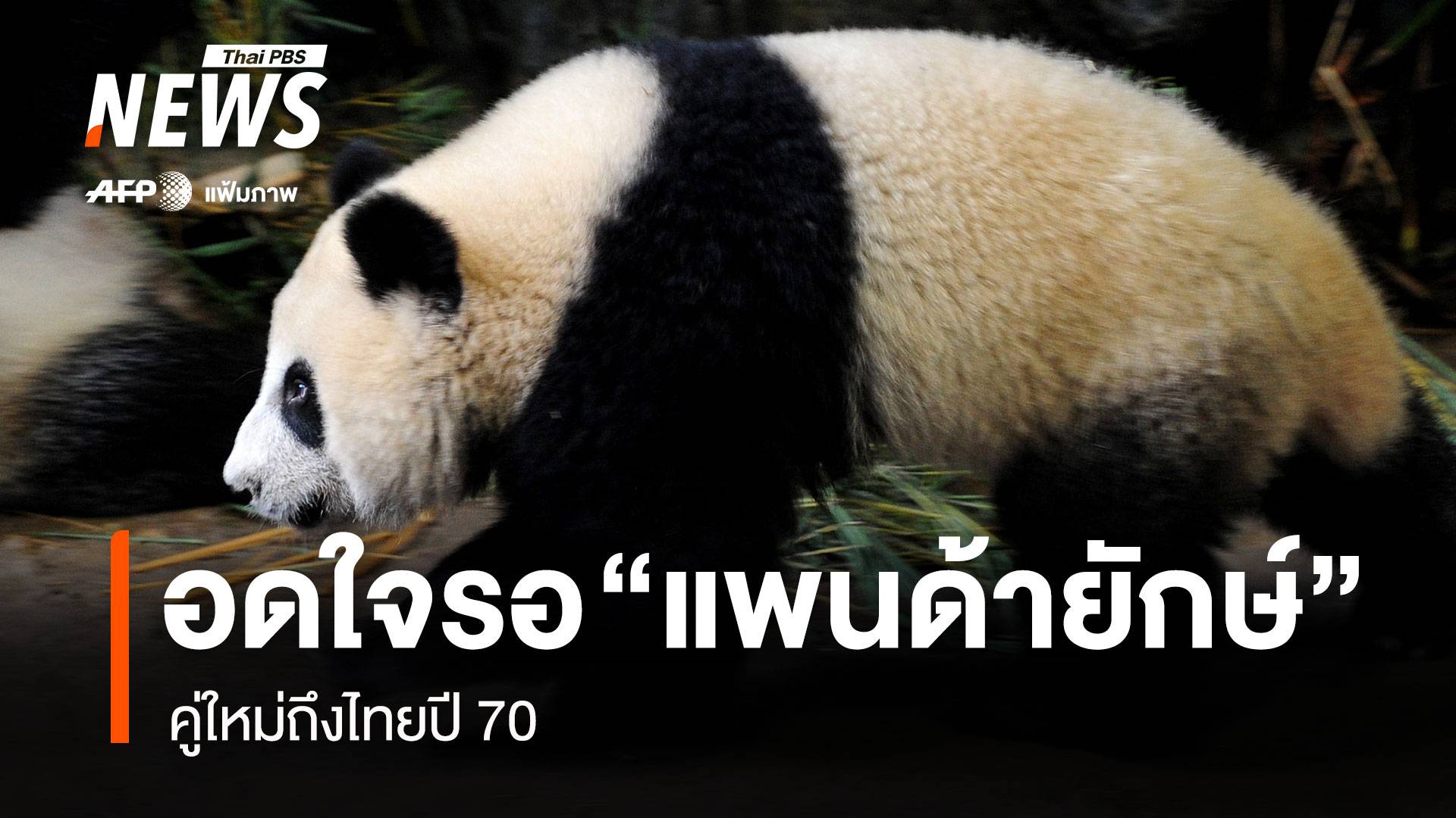 อดใจรอ! "แพนด้ายักษ์" คู่ใหม่ถึงไทยปี 70