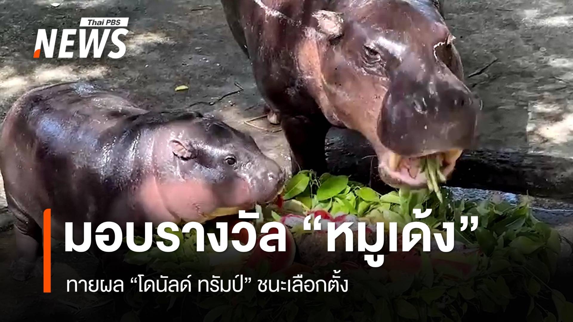 จัดผลไม้ถาดยักษ์มอบรางวัล "หมูเด้ง" ทายผล "ทรัมป์" ชนะเลือกตั้ง