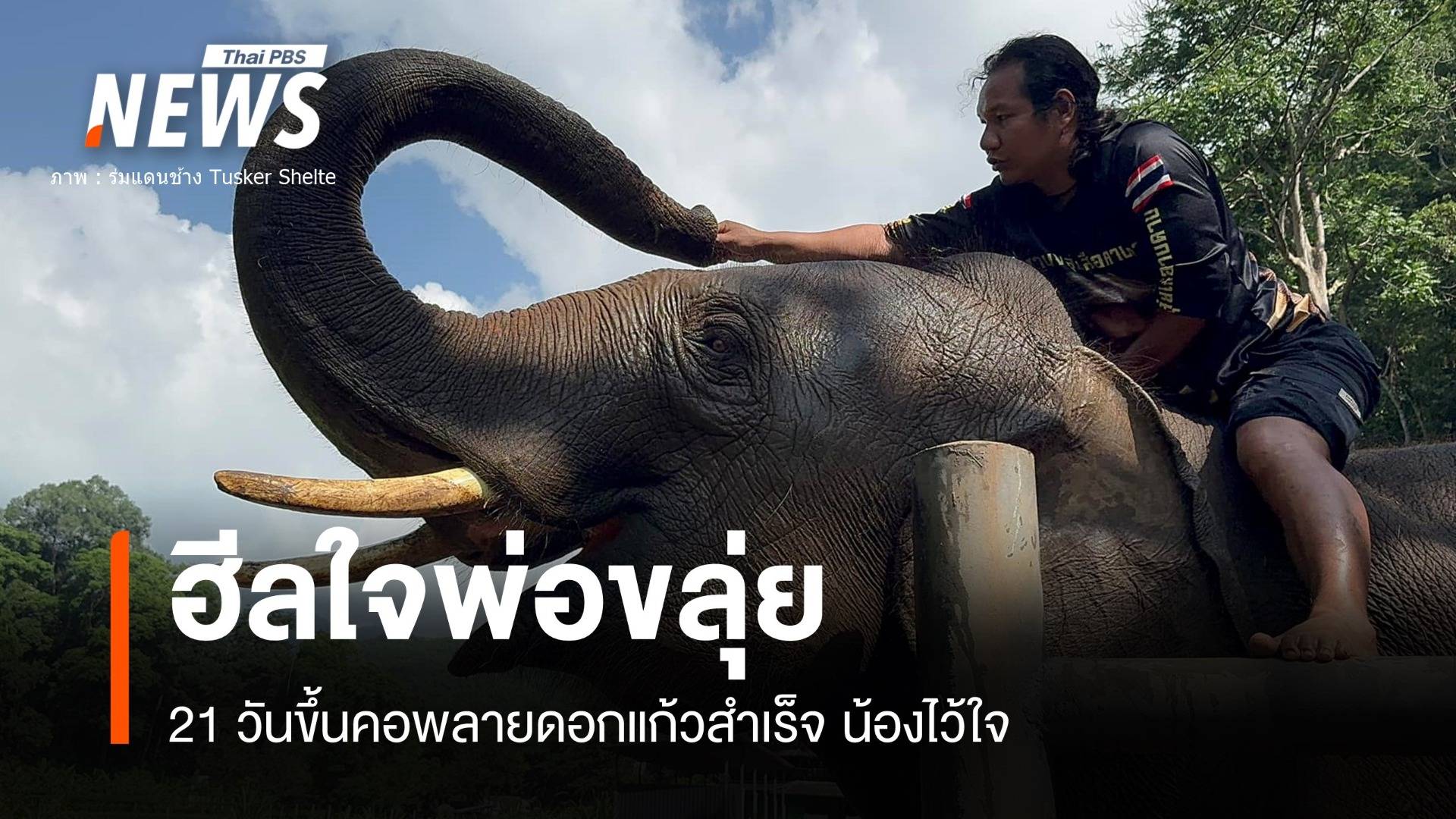 21 วันควาญขลุ่ยขึ้นคอ "พลายดอกแก้ว" สำเร็จหลังย้ายบ้านใหม่