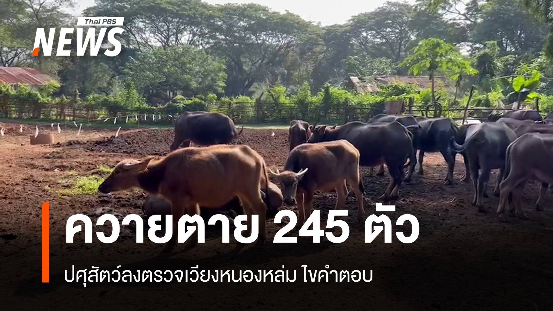 ปศุสัตว์เร่งไขปม "ควายตาย" 245 ตัวพื้นที่เลี้ยงเวียงหนองหล่ม