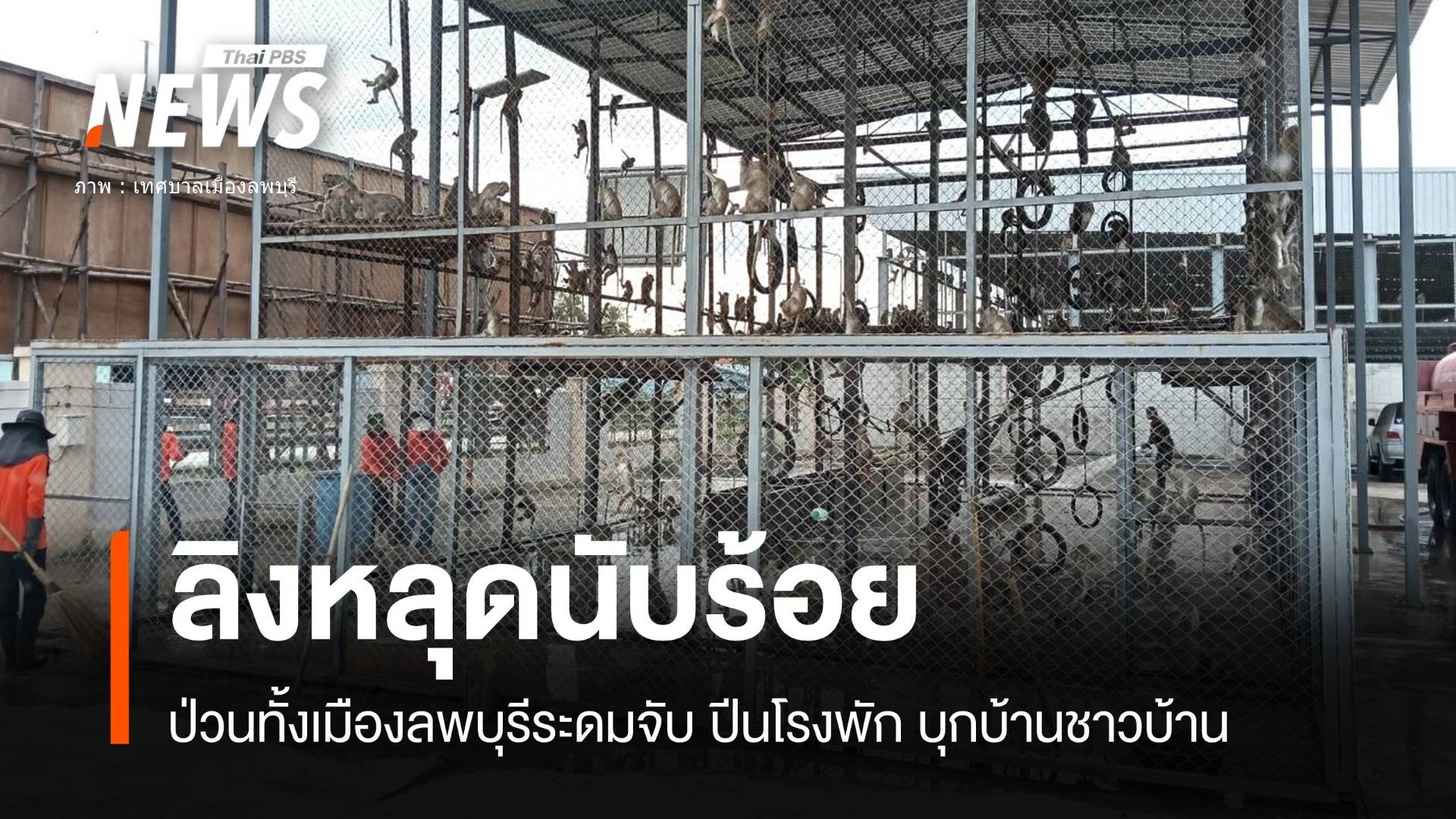 ป่วนทั้งเมือง "ลิงลพบุรี" หลุดอนุบาลโพธิ์เก้าต้น 100 ตัว