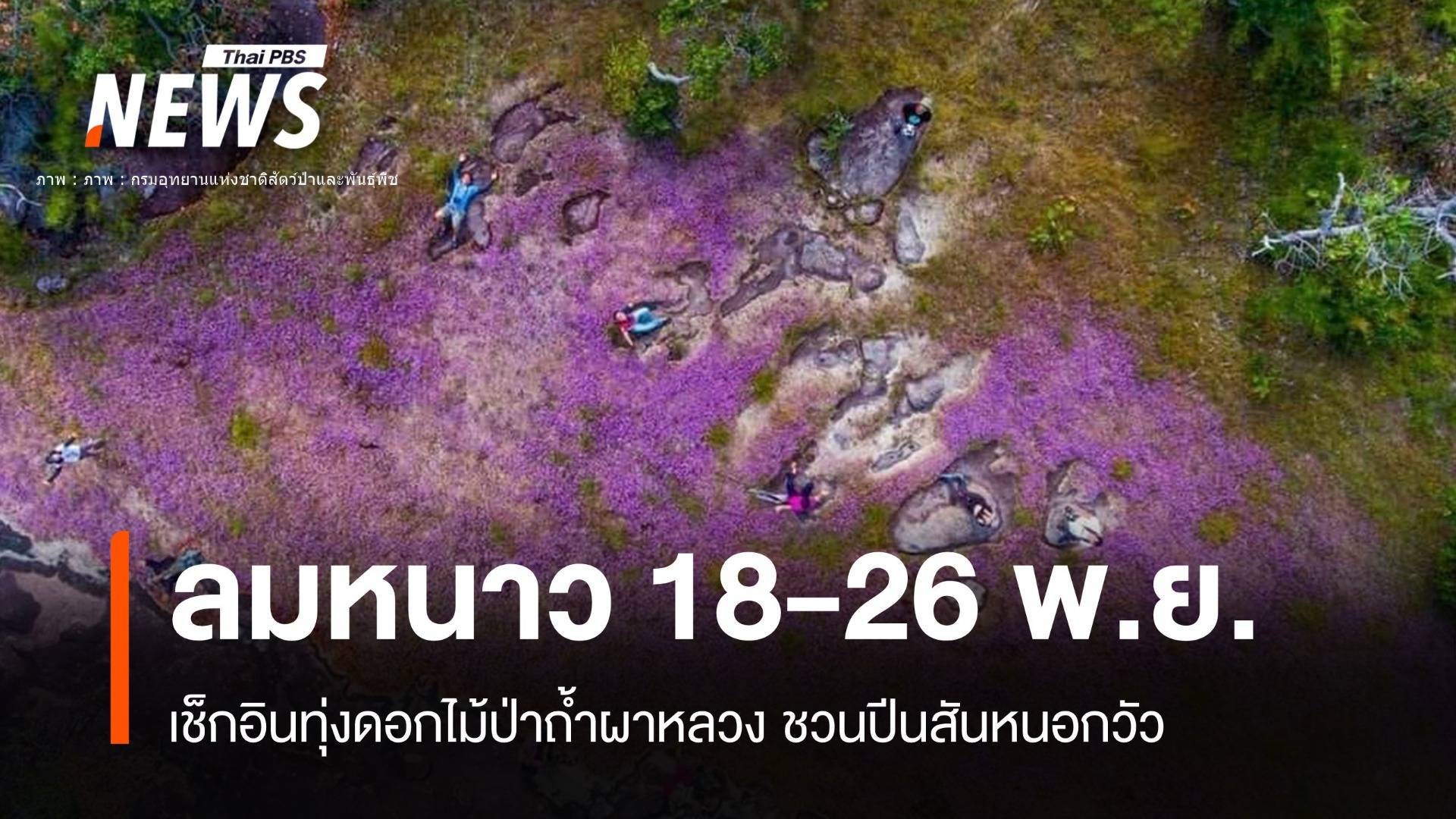 ลมหนาวมา 18-26 พ.ย. เช็กอินทุ่งดอกไม้ป่า ดูหมอกสันหนอกวัว