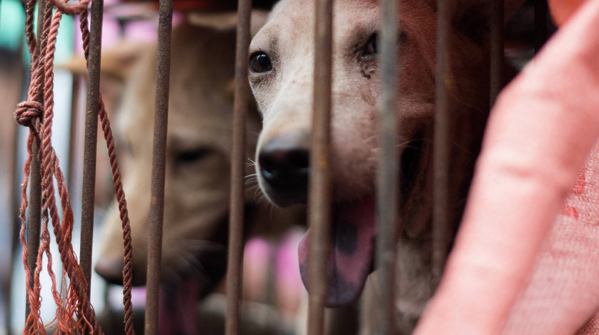 ยุติ "เปิบน้องหมา" ไม่แก้หนาวแถมเสี่ยงโรคพิษสุนัขบ้า