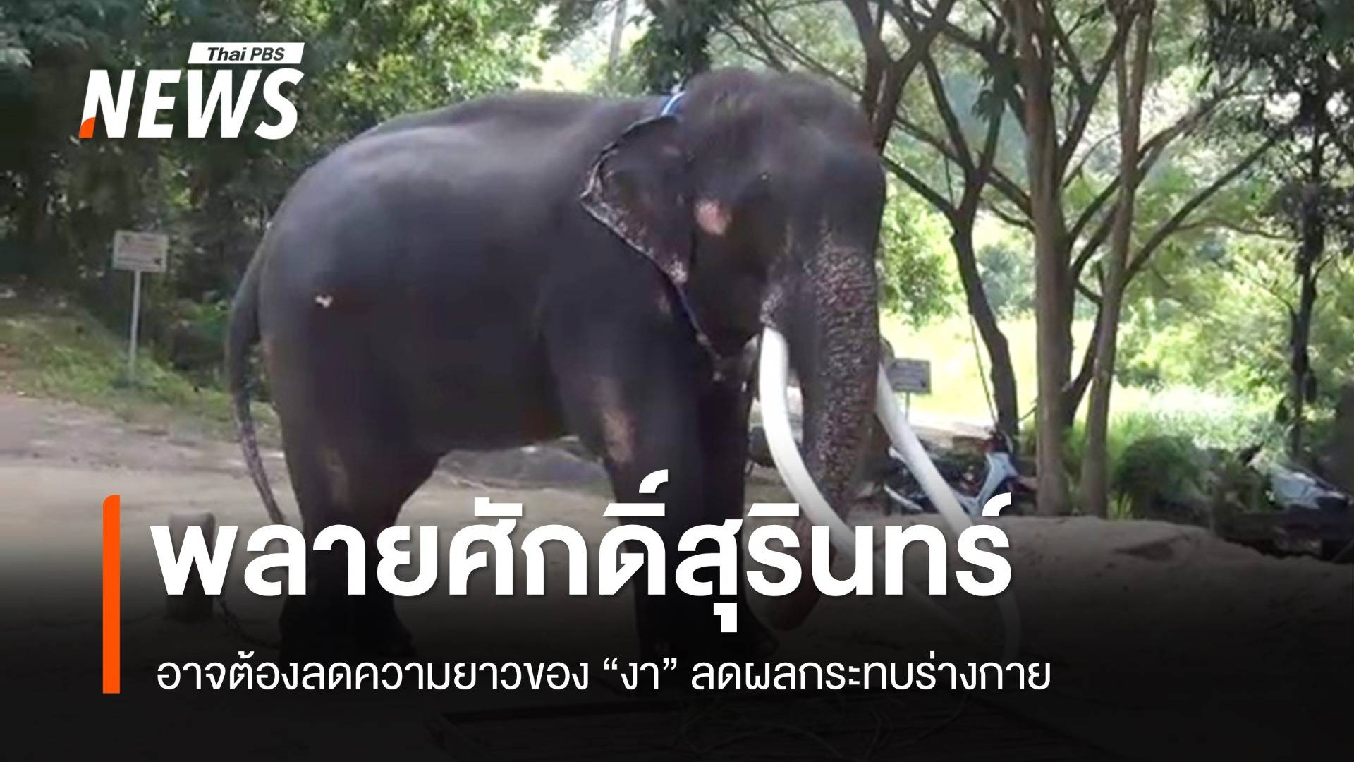 เตรียมหารือแนวทางลดความยาวงา "ช้างพลายศักดิ์สุรินทร์"