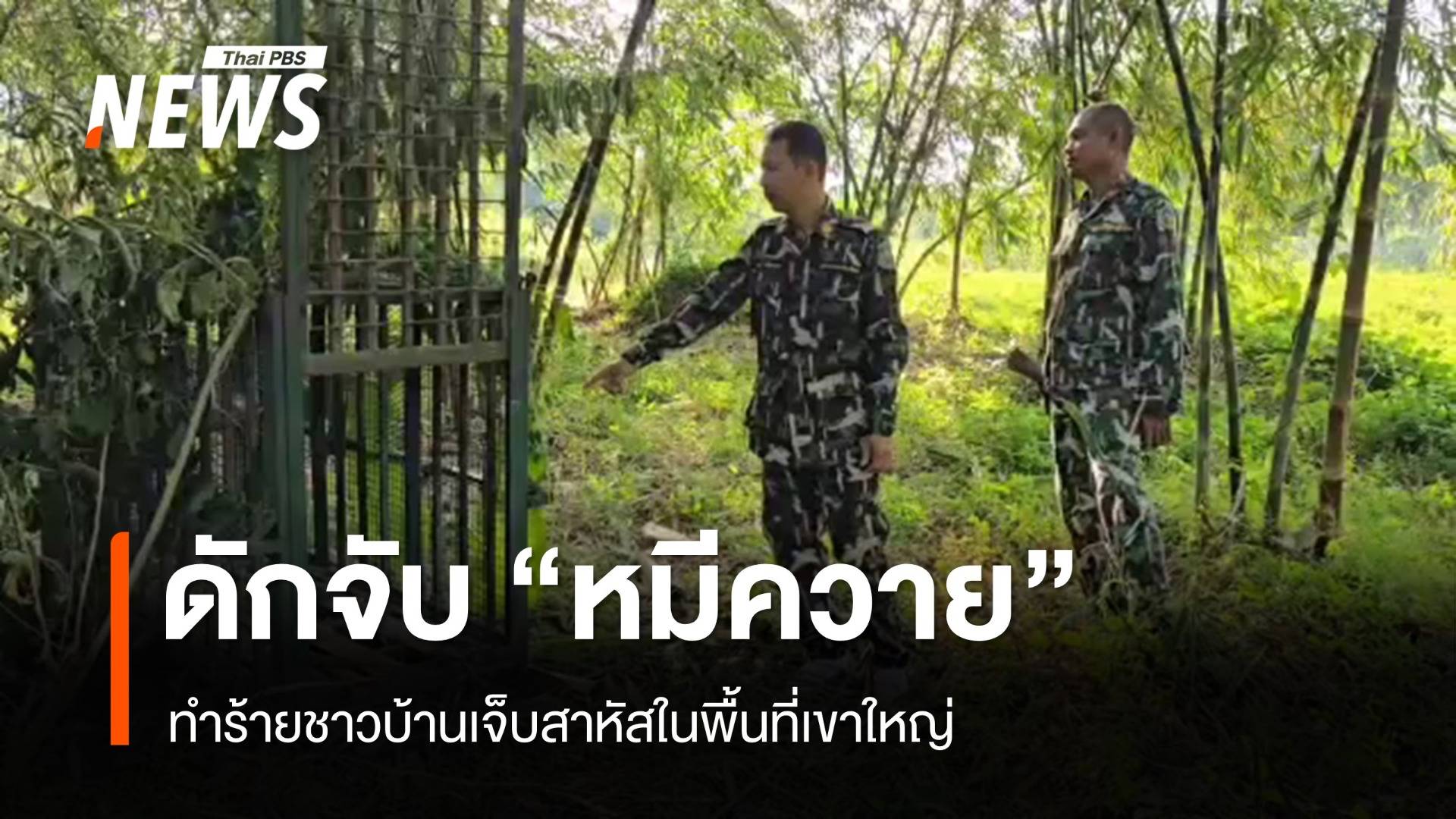 ตั้งกรงดักจับ "หมีควายเขาใหญ่" ตะปบชาวบ้านเจ็บสาหัส