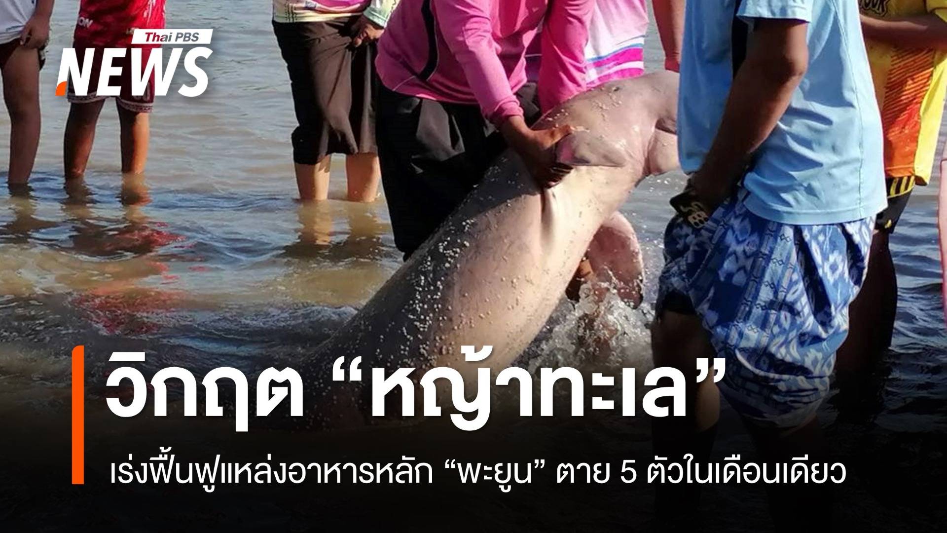 เร่งฟื้นฟู "หญ้าทะเล" วิกฤต "พะยูน" ตาย 5 ตัวในเดือนเดียว