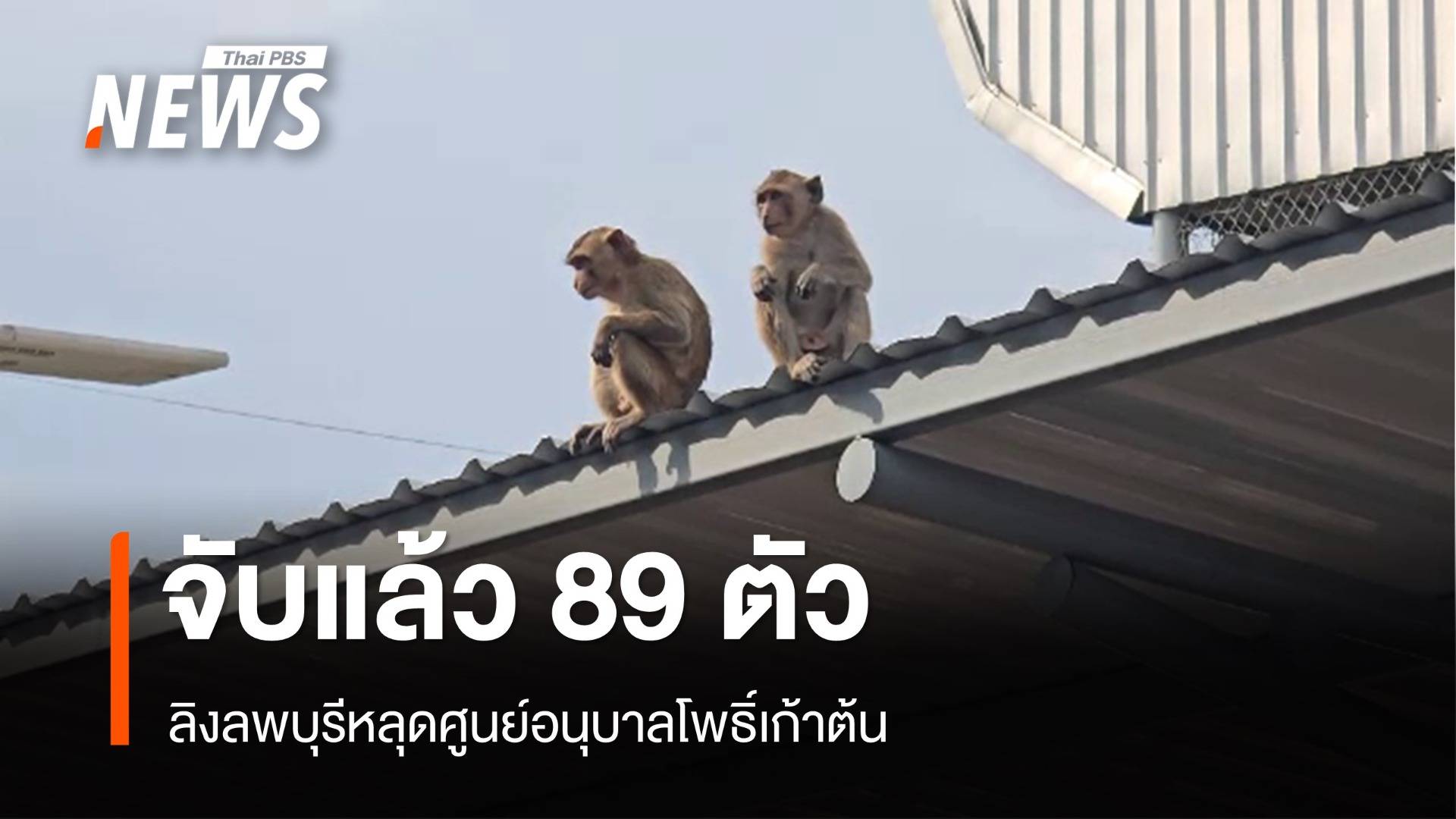 จับแล้ว 89 ตัว ลิงลพบุรีหลุดศูนย์อนุบาลโพธิ์เก้าต้น 