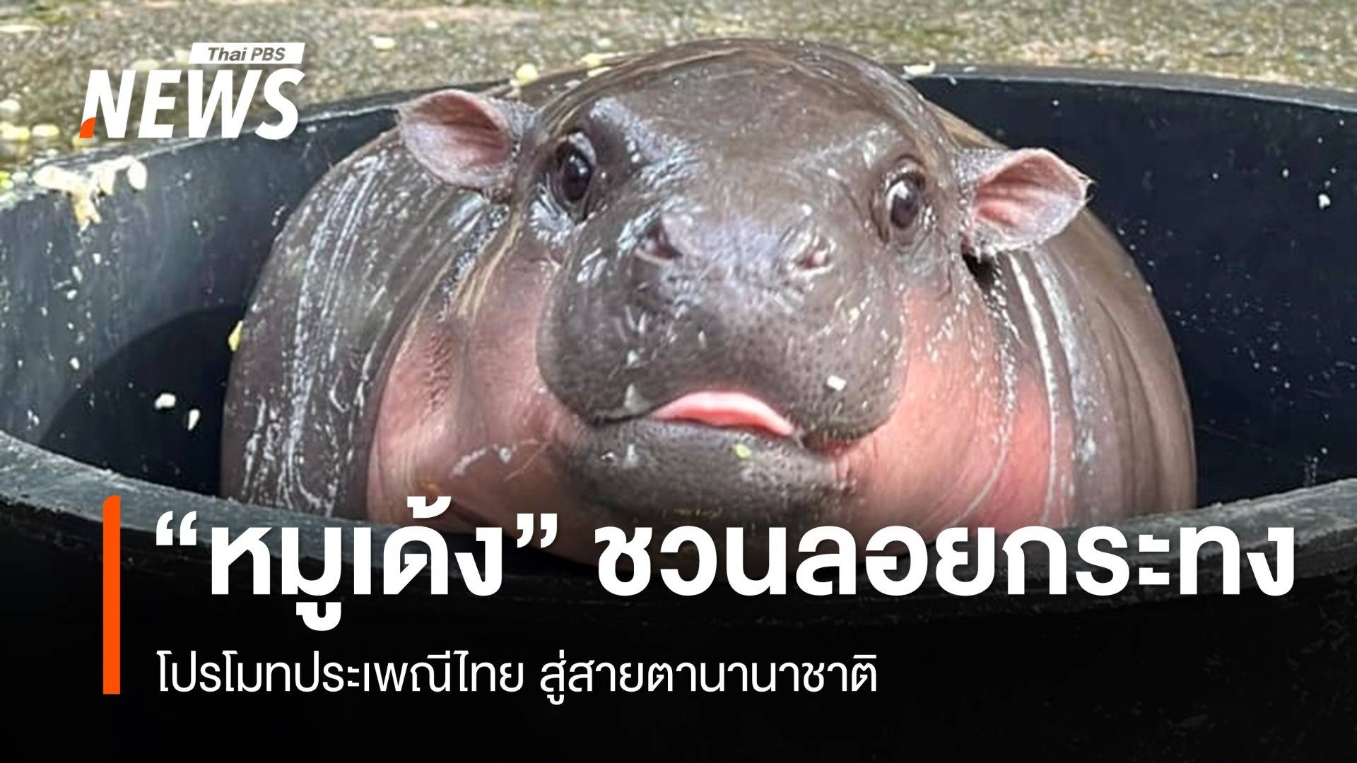 เปิดตัว "หมูเด้ง" พรีเซนเตอร์โปรโมท "ลอยกระทง" ประเพณีไทย