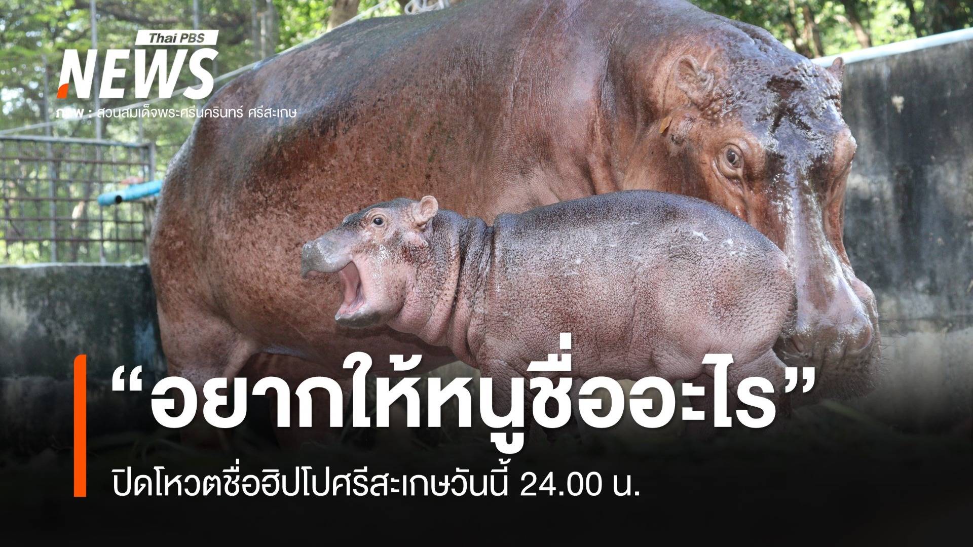 อยากให้หนูชื่ออะไร ปิดโหวตชื่อฮิปโปศรีสะเกษวันนี้ 24.00 น.