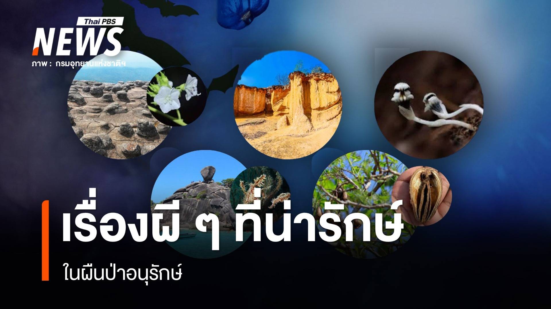 กรมอุทยานฯ เปิด 10 เรื่องผี ๆ ที่น่ารักษ์ ในผืนป่า