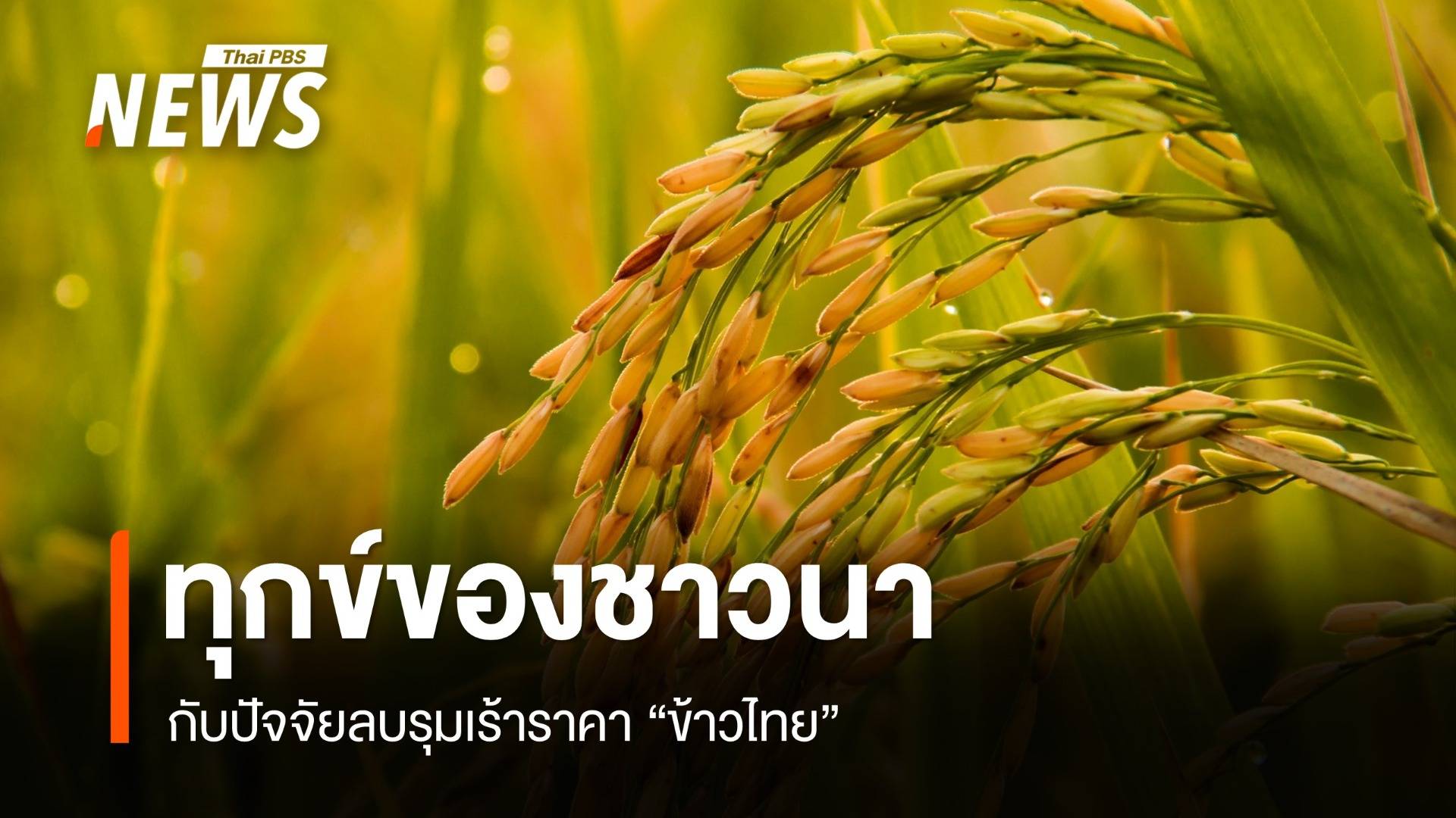 ทุกข์ของชาวนา กับปัจจัยลบรุมเร้าราคา "ข้าวไทย"