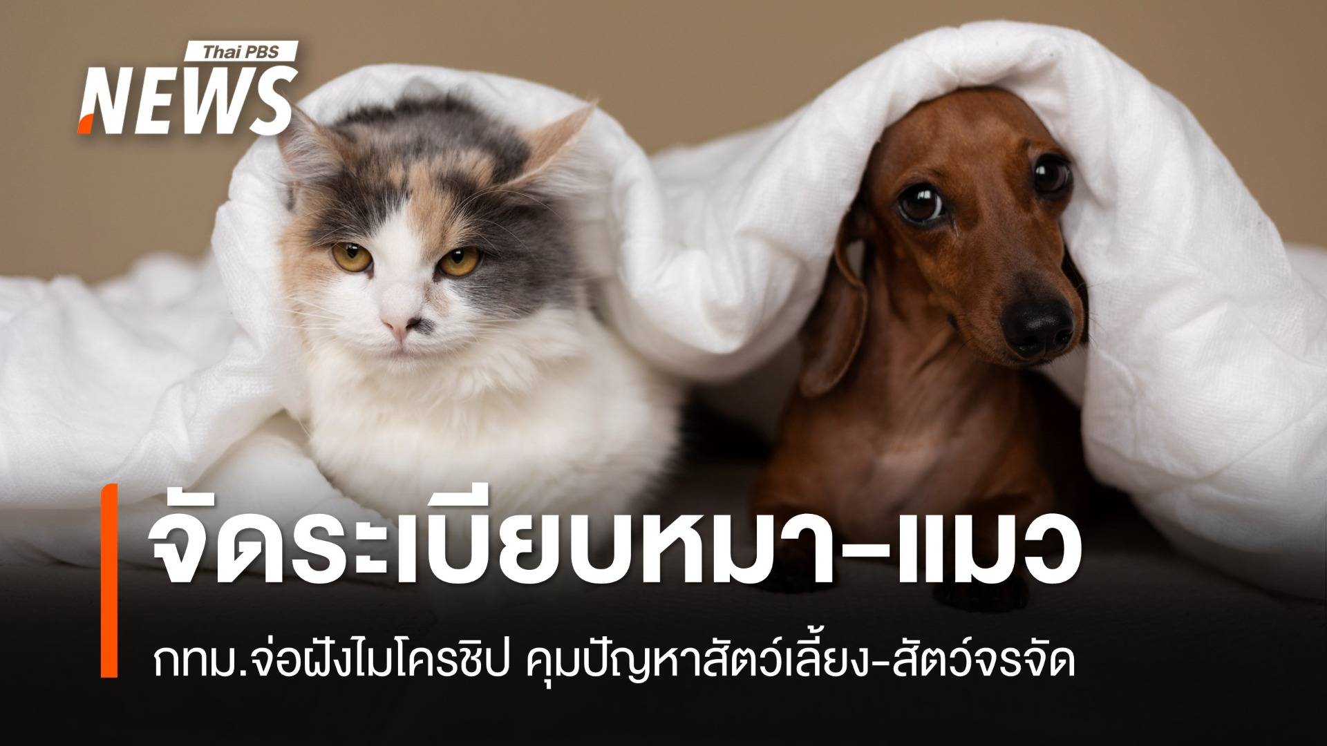 ฝังไมโครชิป! กทม. จ่อจัดระเบียบใหม่หมา-แมว คุมปัญหาสัตว์จรจัด