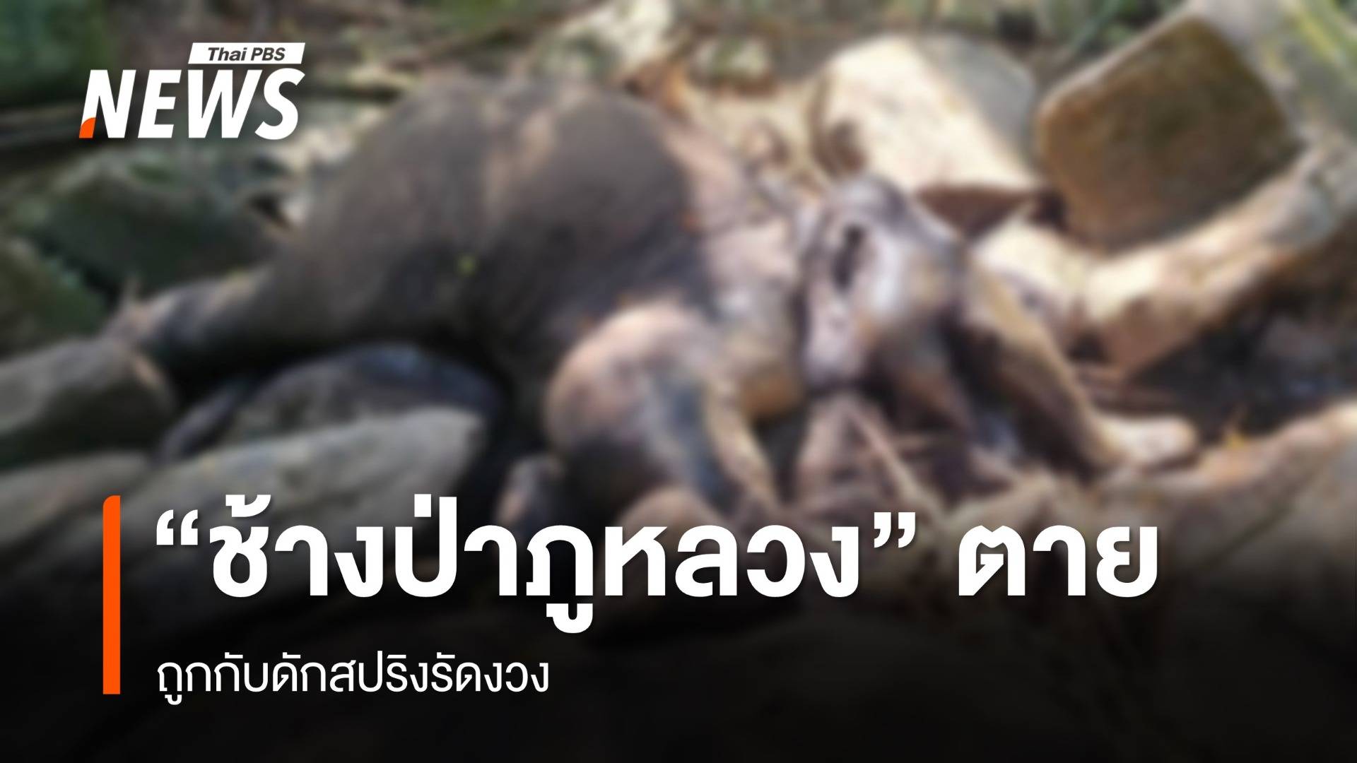 "ช้างป่าภูหลวง" ถูกกับดักสัตว์ตาย เร่งหาตัวคนผิด