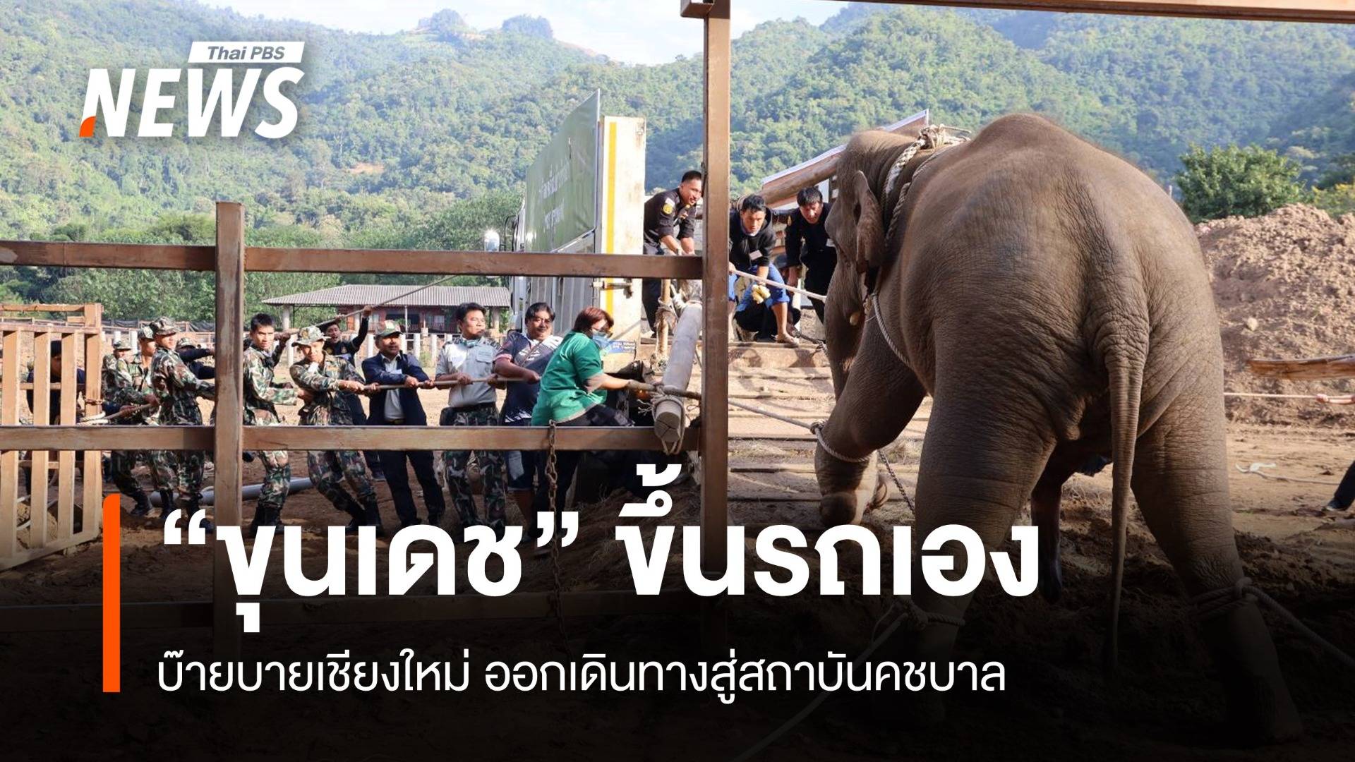 เดินขึ้นรถเอง! "พลายขุนเดช" ออกเดินทางเข้าบ้านใหม่ลำปาง