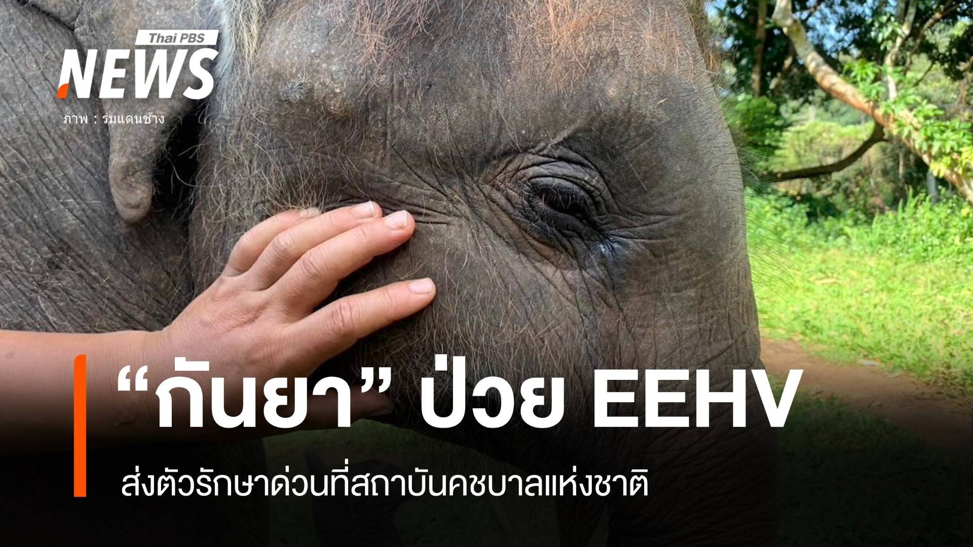 "พังกันยา" ป่วย EEHV ในช้าง ส่งตัวรักษาสถาบันคชบาล