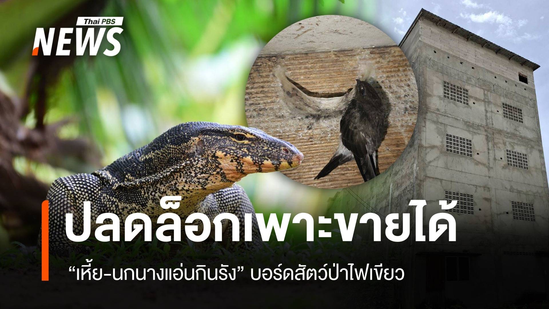 ปลดล็อก! เหี้ย-นกนางแอ่นกินรัง เพาะเลี้ยงขายได้