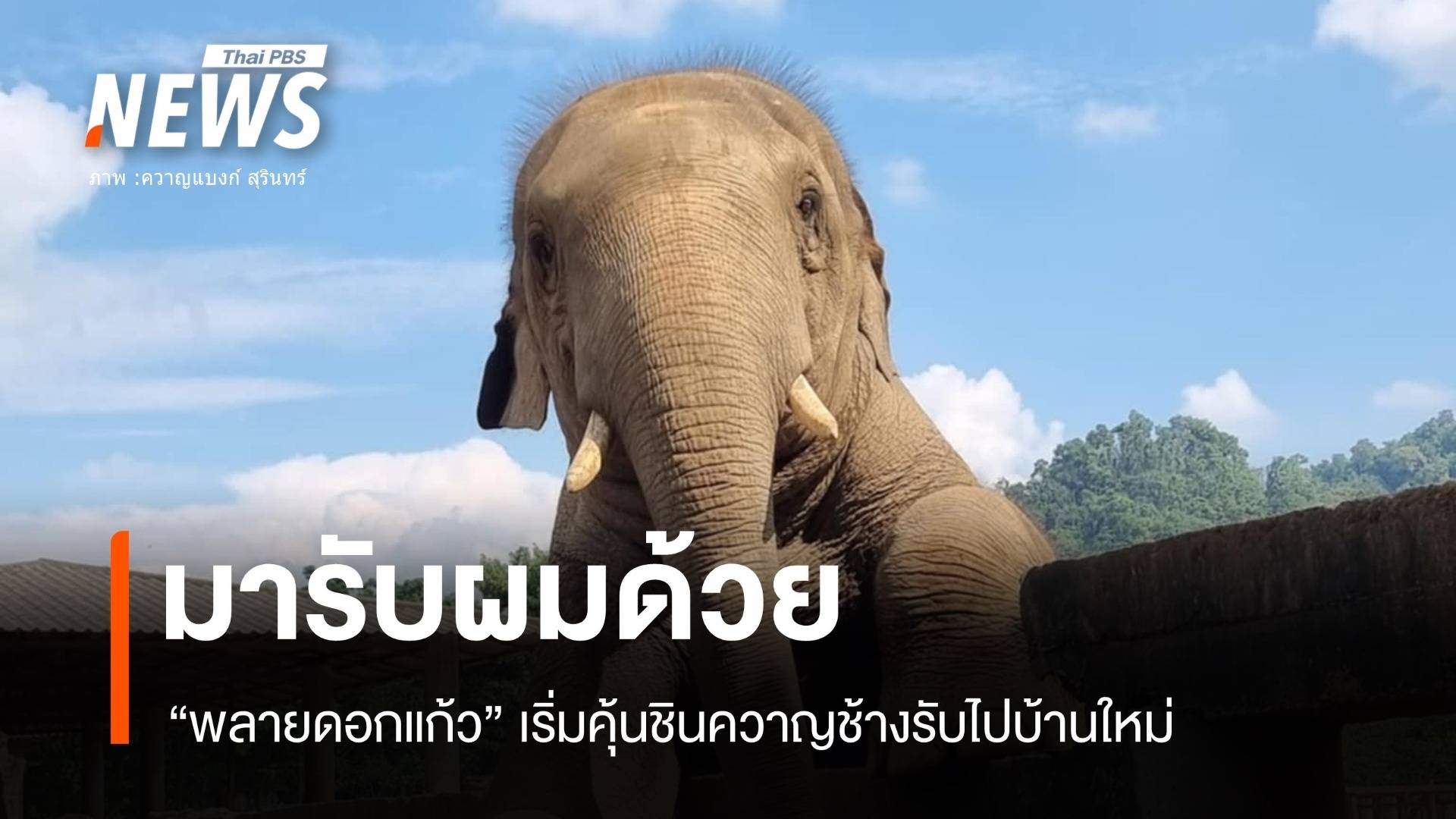 ยังไม่สำเร็จ! "พลายดอกแก้ว" รอก่อนพรุ่งนี้มารับ 