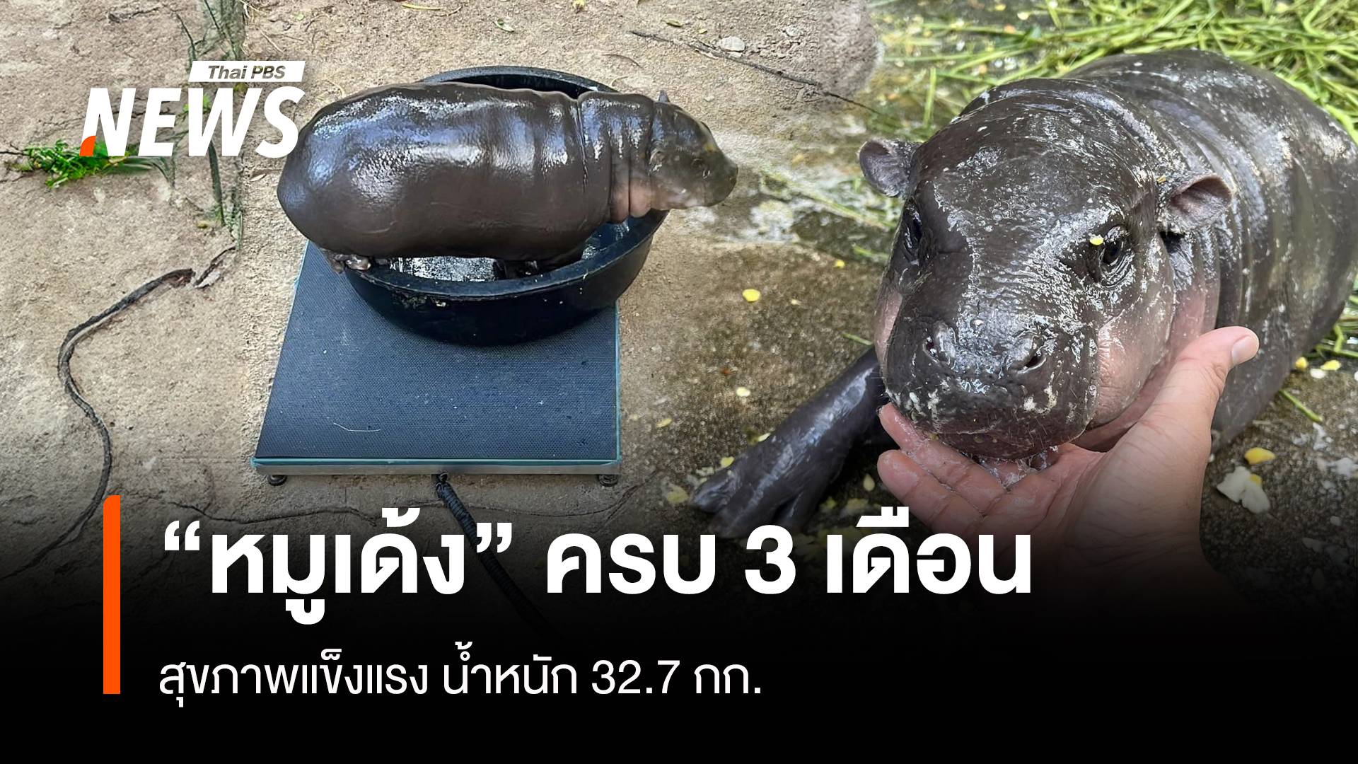 "ฮิปโปหมูเด้ง" ครบ 3 เดือนสุขภาพแข็งแรงหนัก 32.7 กก.