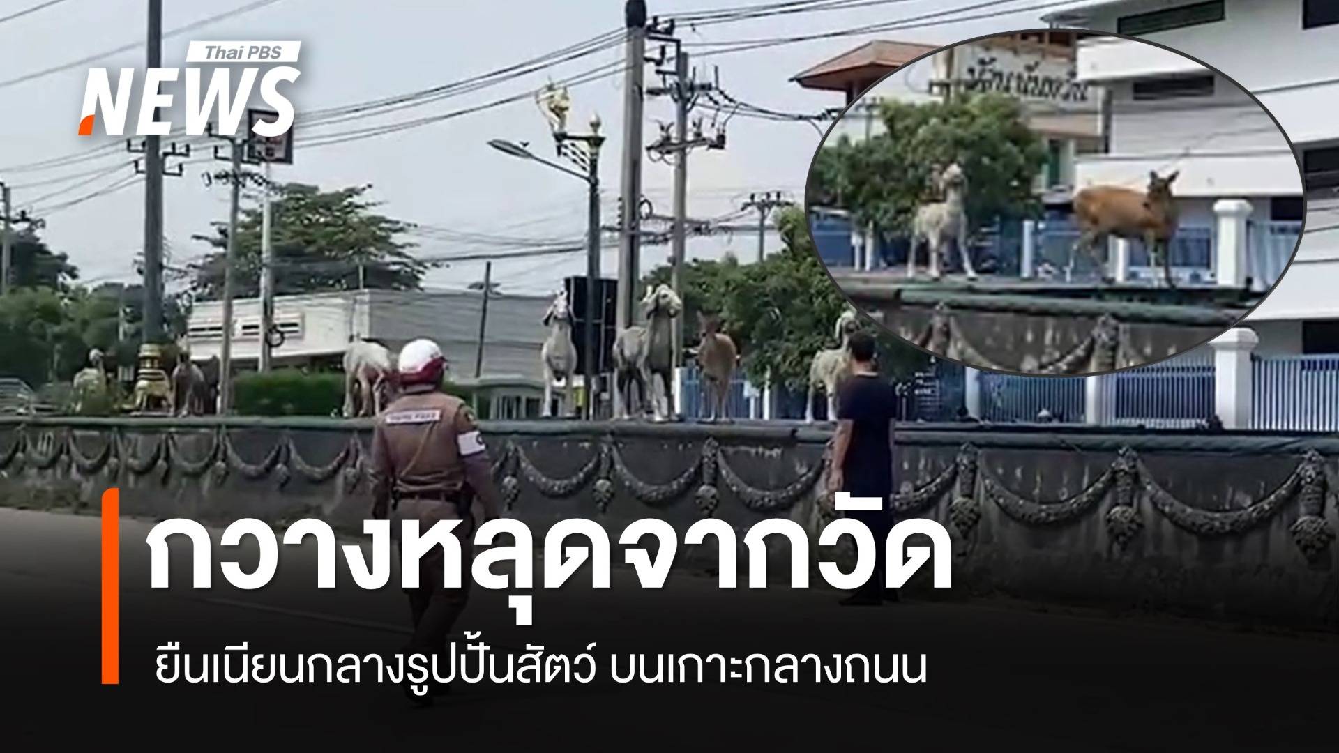 กวางหลุดจากวัด ยืนเนียนกลางรูปปั้นสัตว์ บนเกาะกลางถนน