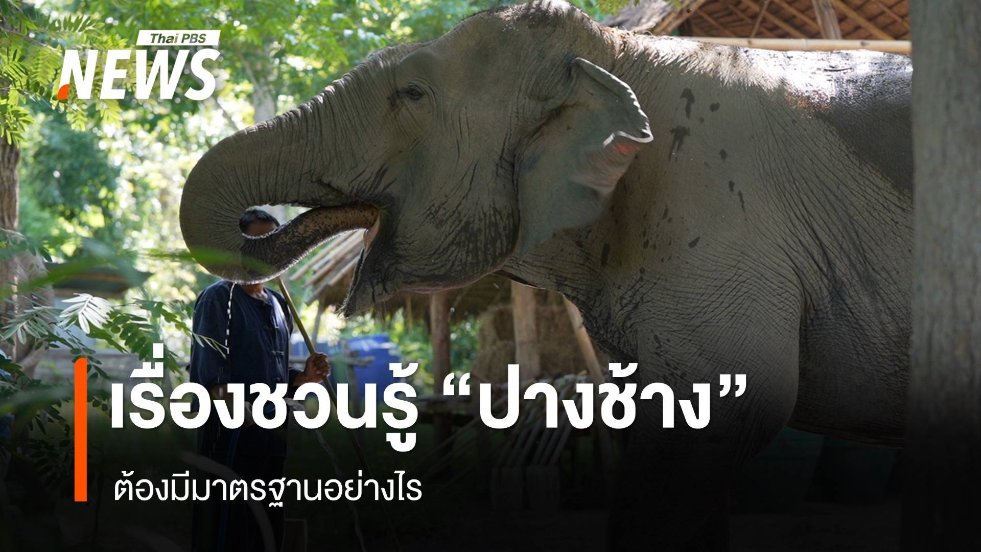 กางกฎหมายมาตรฐาน "ปางช้าง" เพื่อสวัสดิภาพช้างที่ดี 