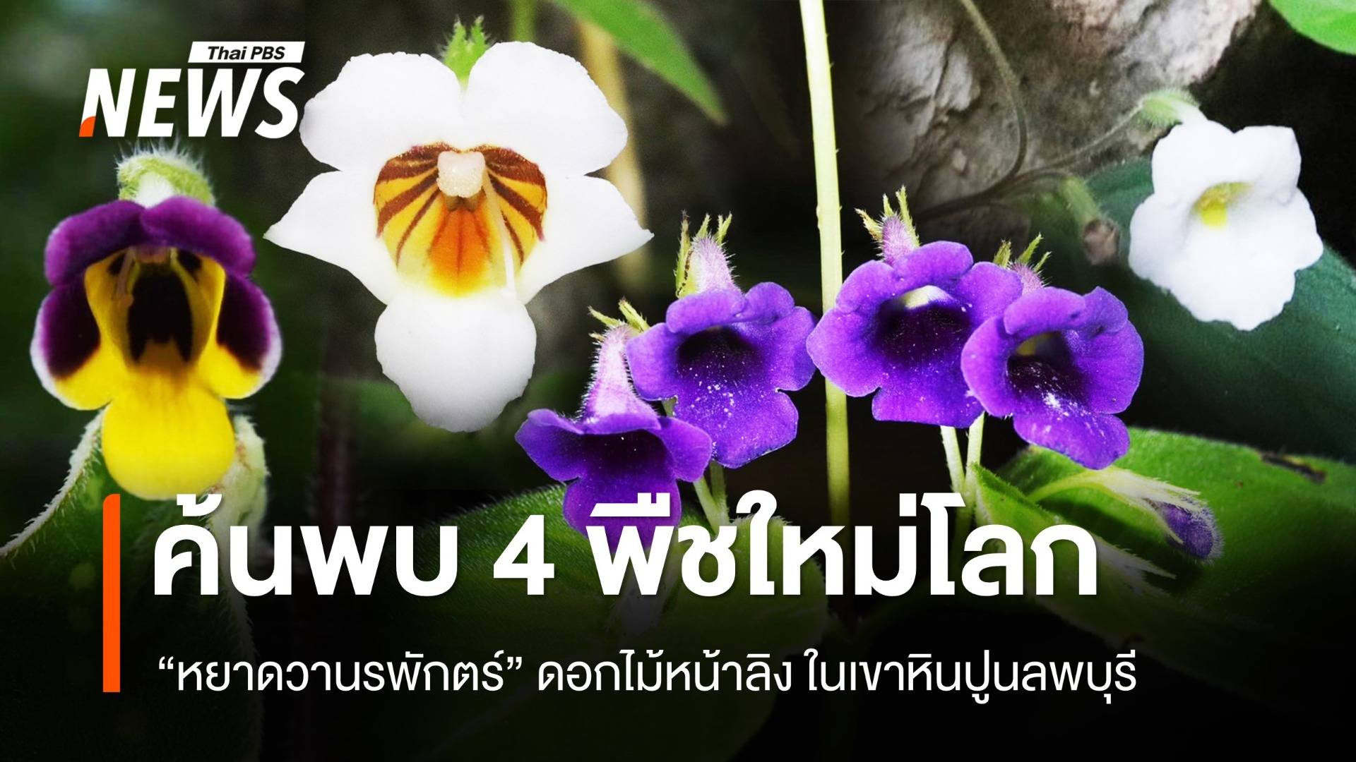 4 พืชใหม่ของโลก "หยาดวานรพักตร์" ดอกไม้หน้าลิงสุดแปลก