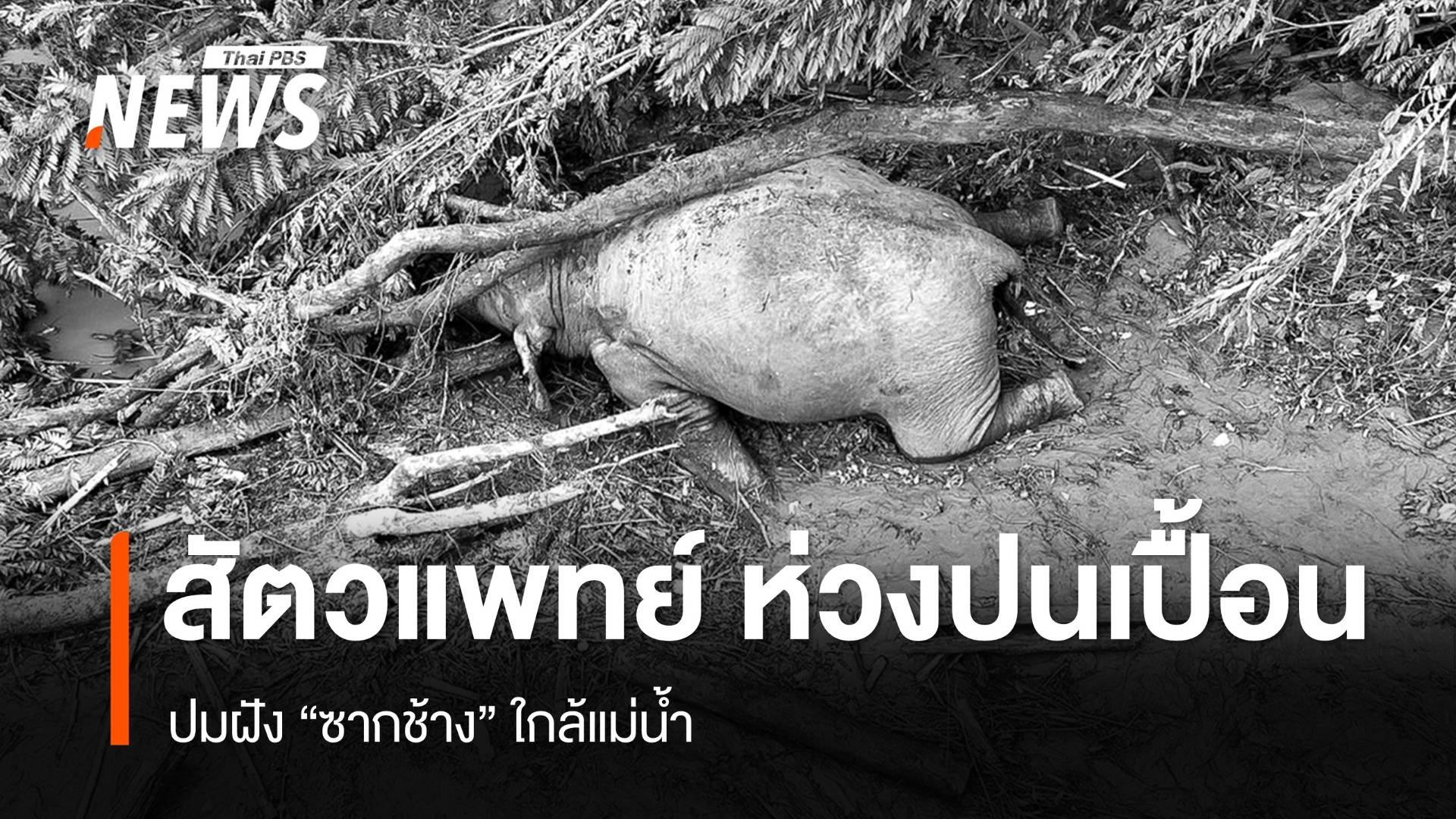 สัตวแพทย์ ห่วงเชื้อโรคปนเปื้อน ปมฝัง "ซากช้าง" ใกล้แม่น้ำ